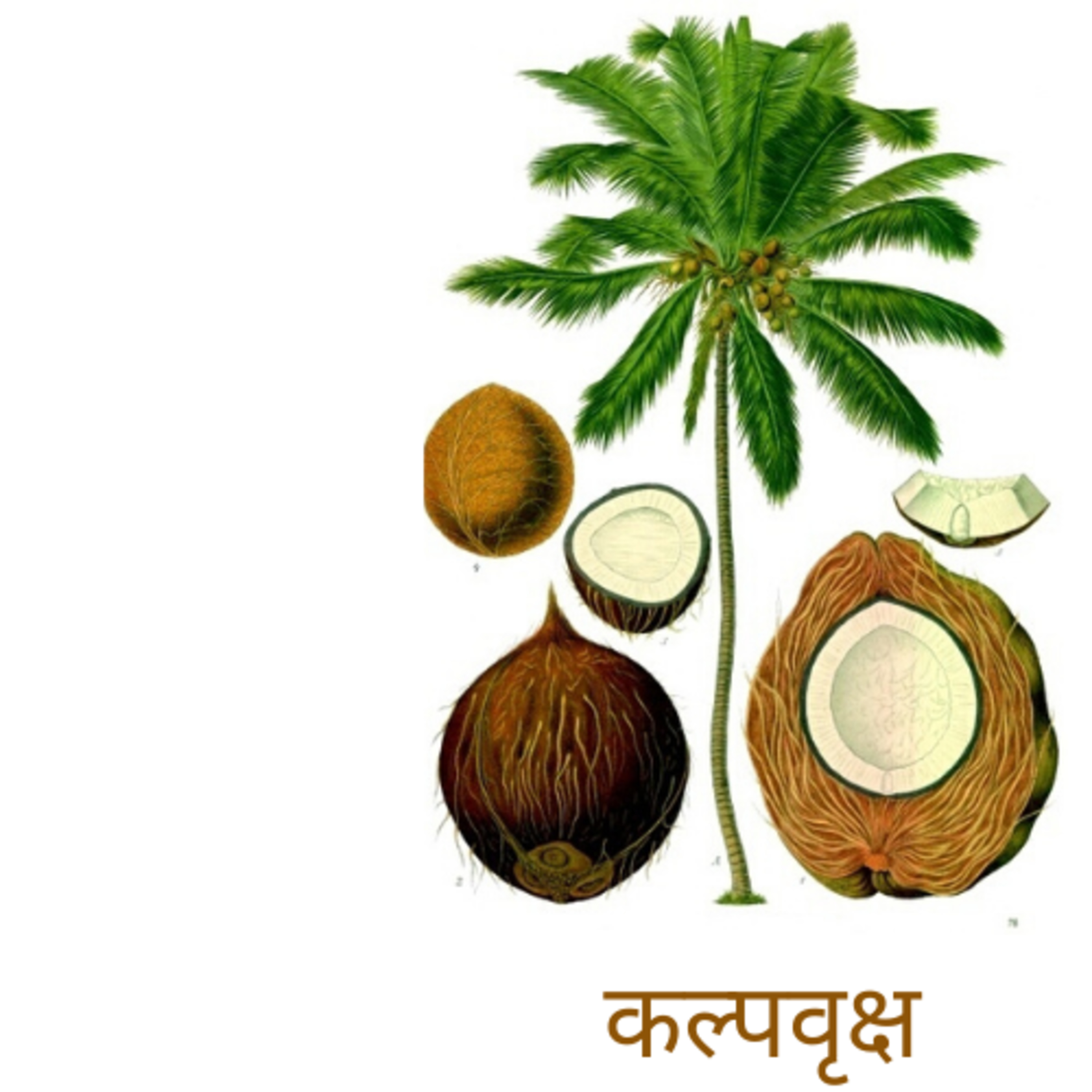 Pallavi\'s GupShup Corner