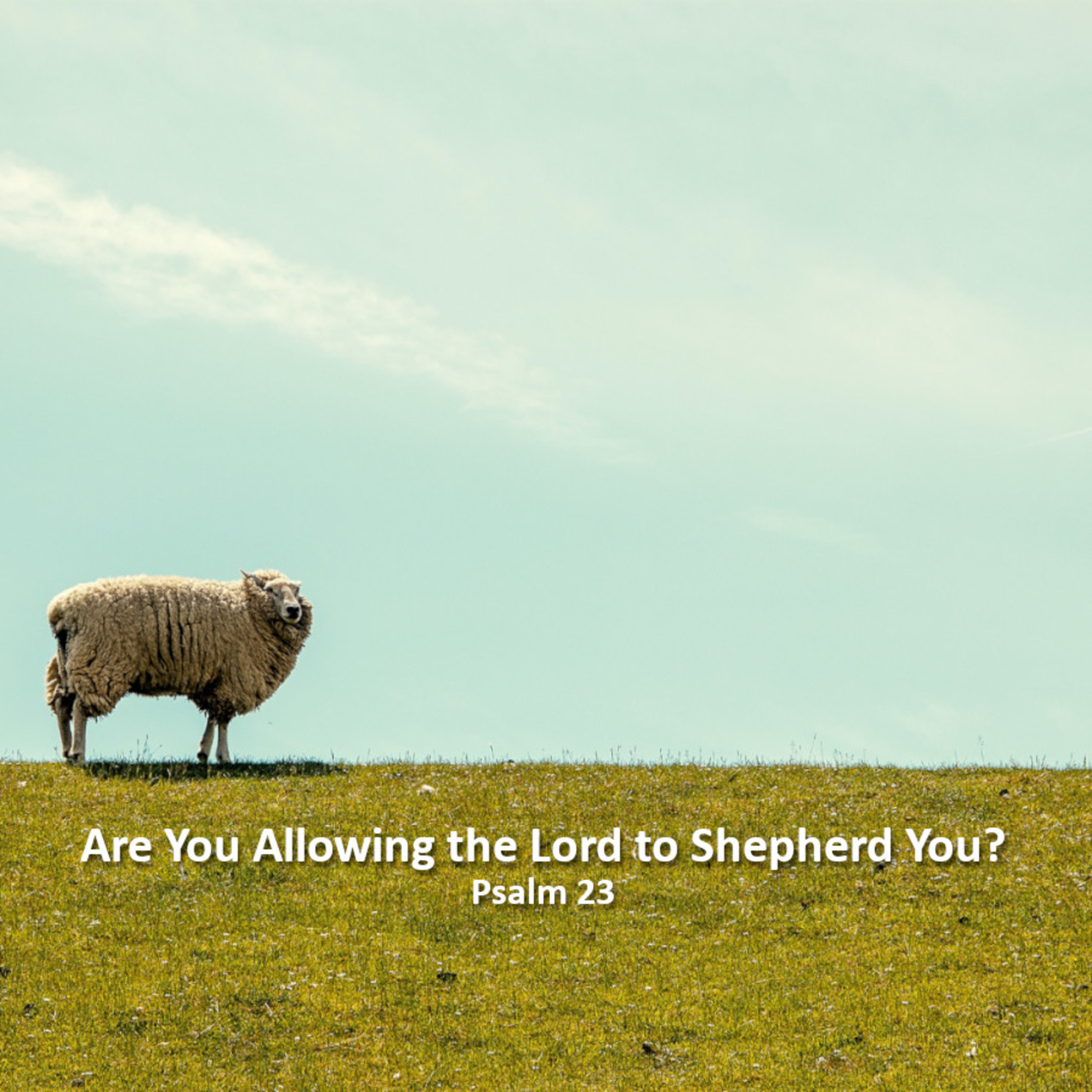 Are You Allowing the Lord to Shepherd You? episode artwork