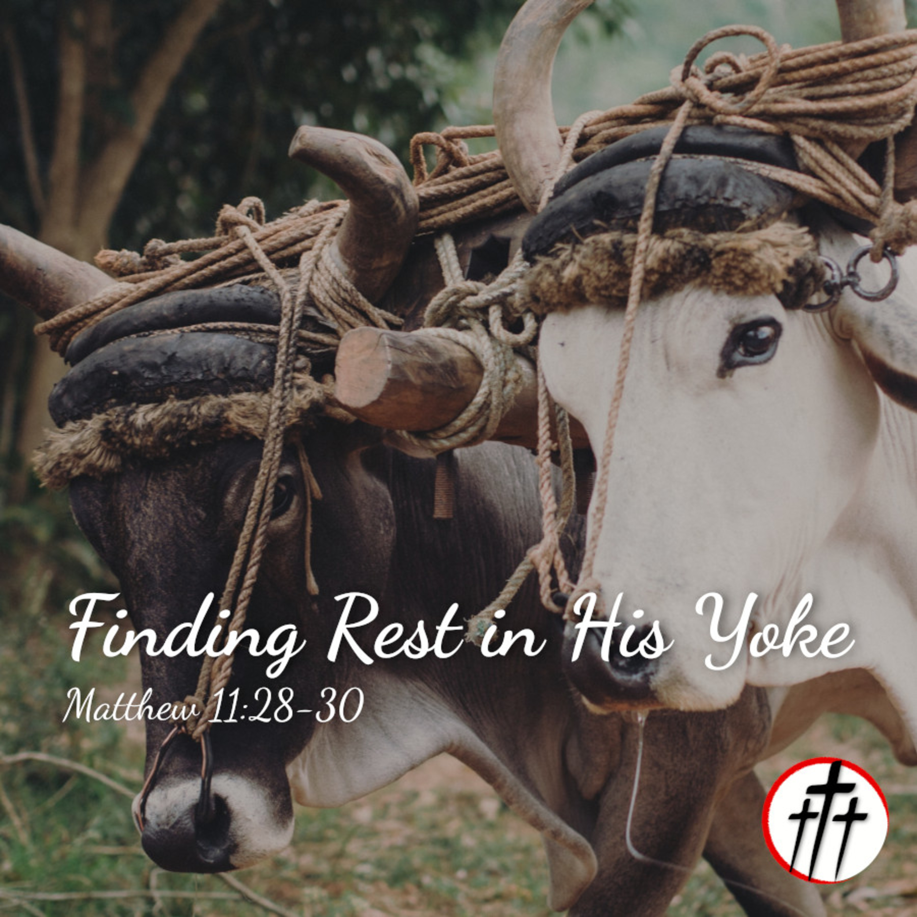 Finding Rest in His Yoke episode artwork
