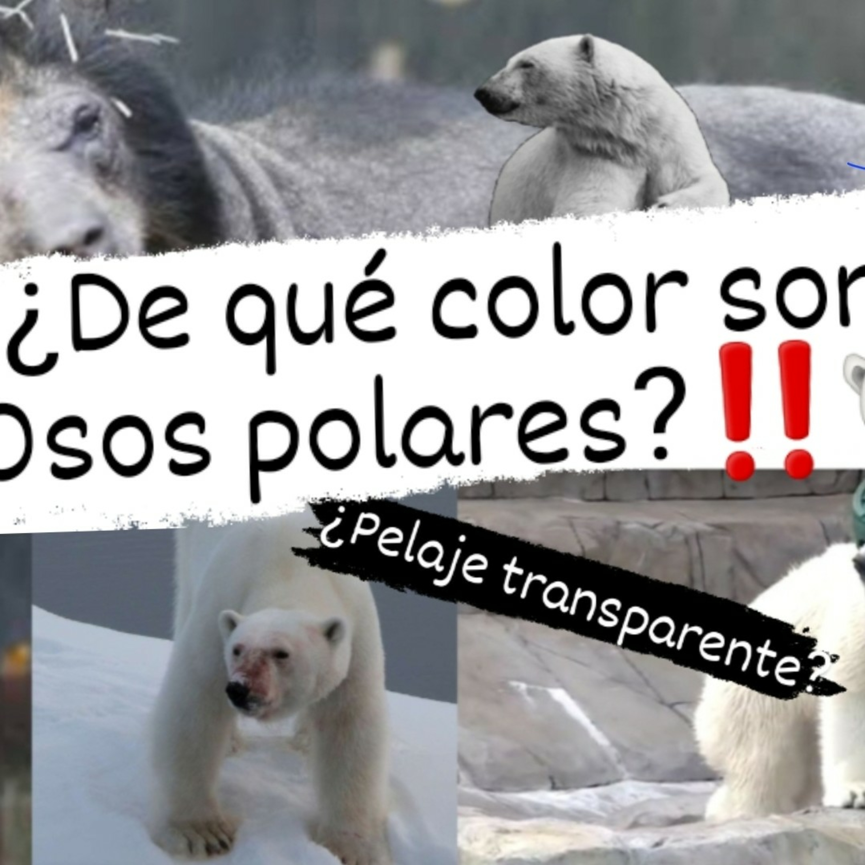 Estación Noisy Bear