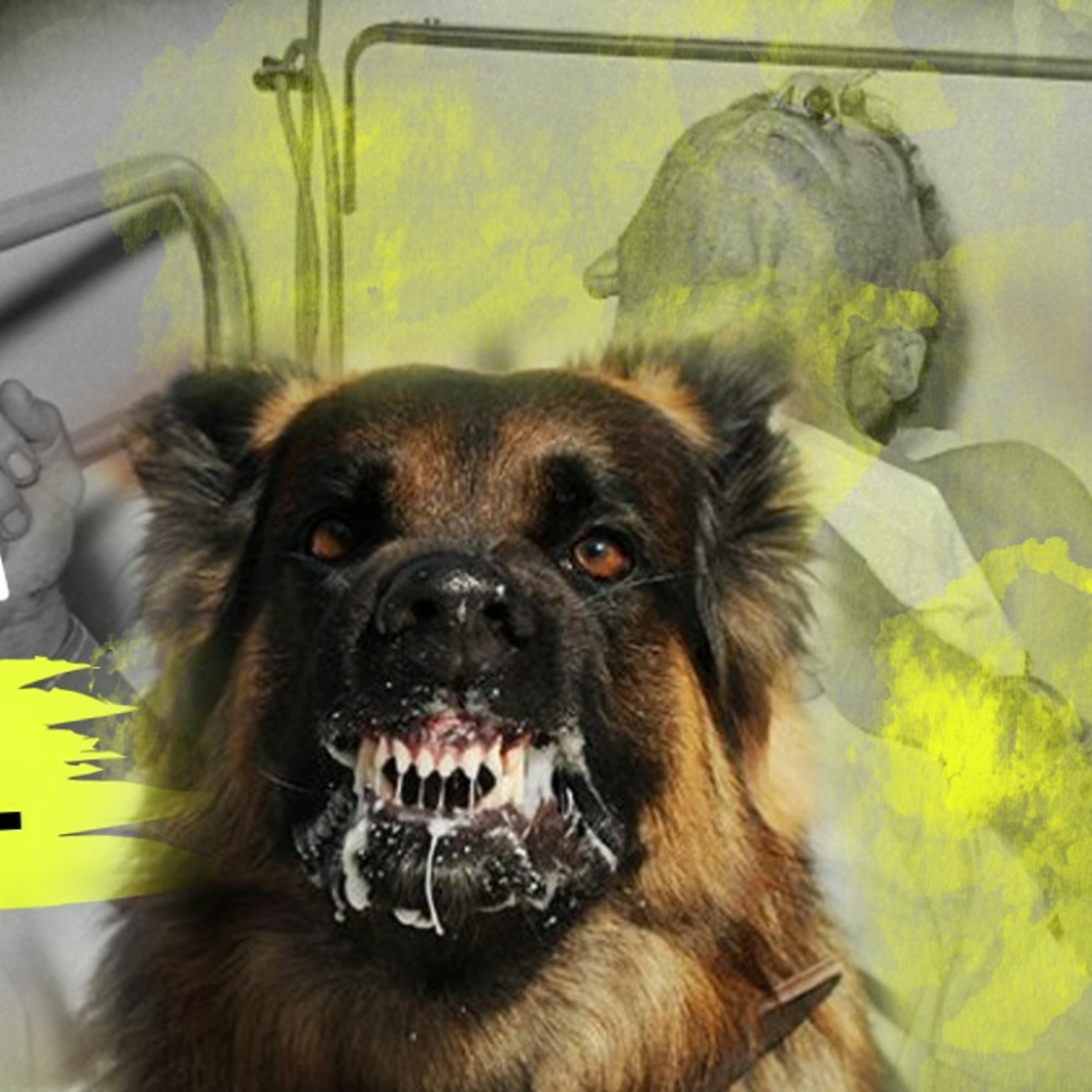 Estación Noisy Bear