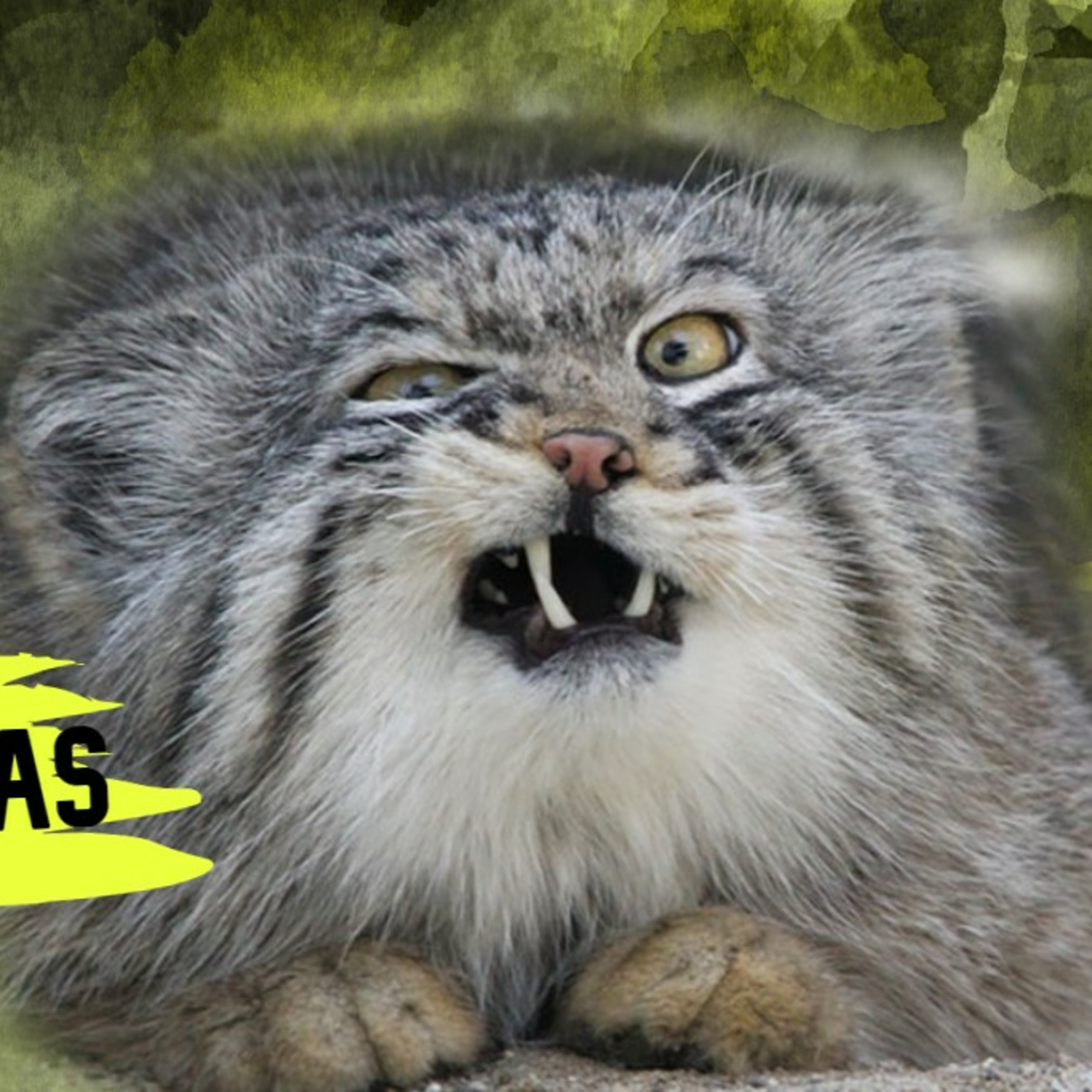 Estación Noisy Bear