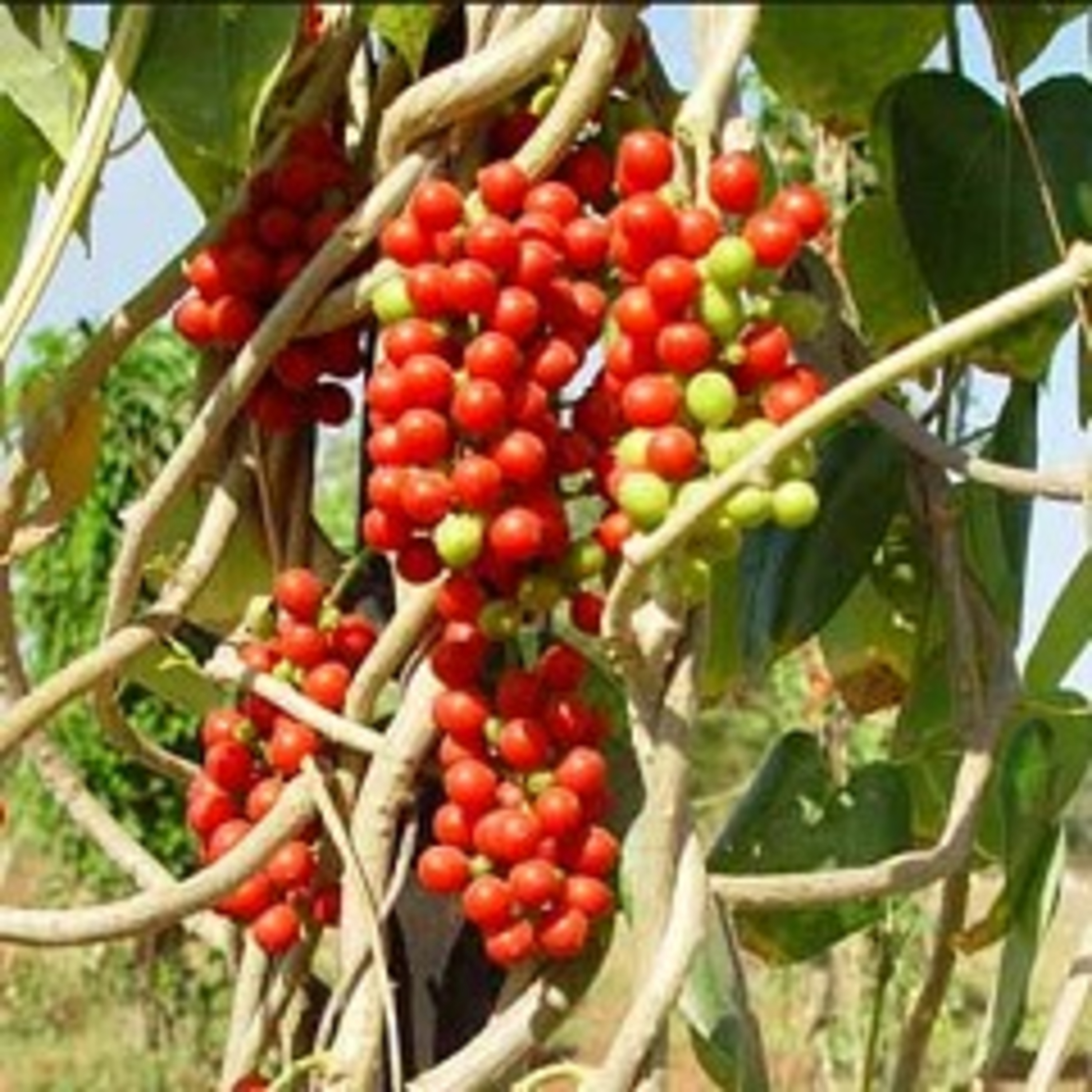 Guduchi - Immune Booster - Ayurvedic Herbology with Dr. Christie Smirl HealthierVibrations.com Guduchi - Immune Booster - Ayurvedic Herbology with Dr. Christie Smirl HealthierVibrations.com