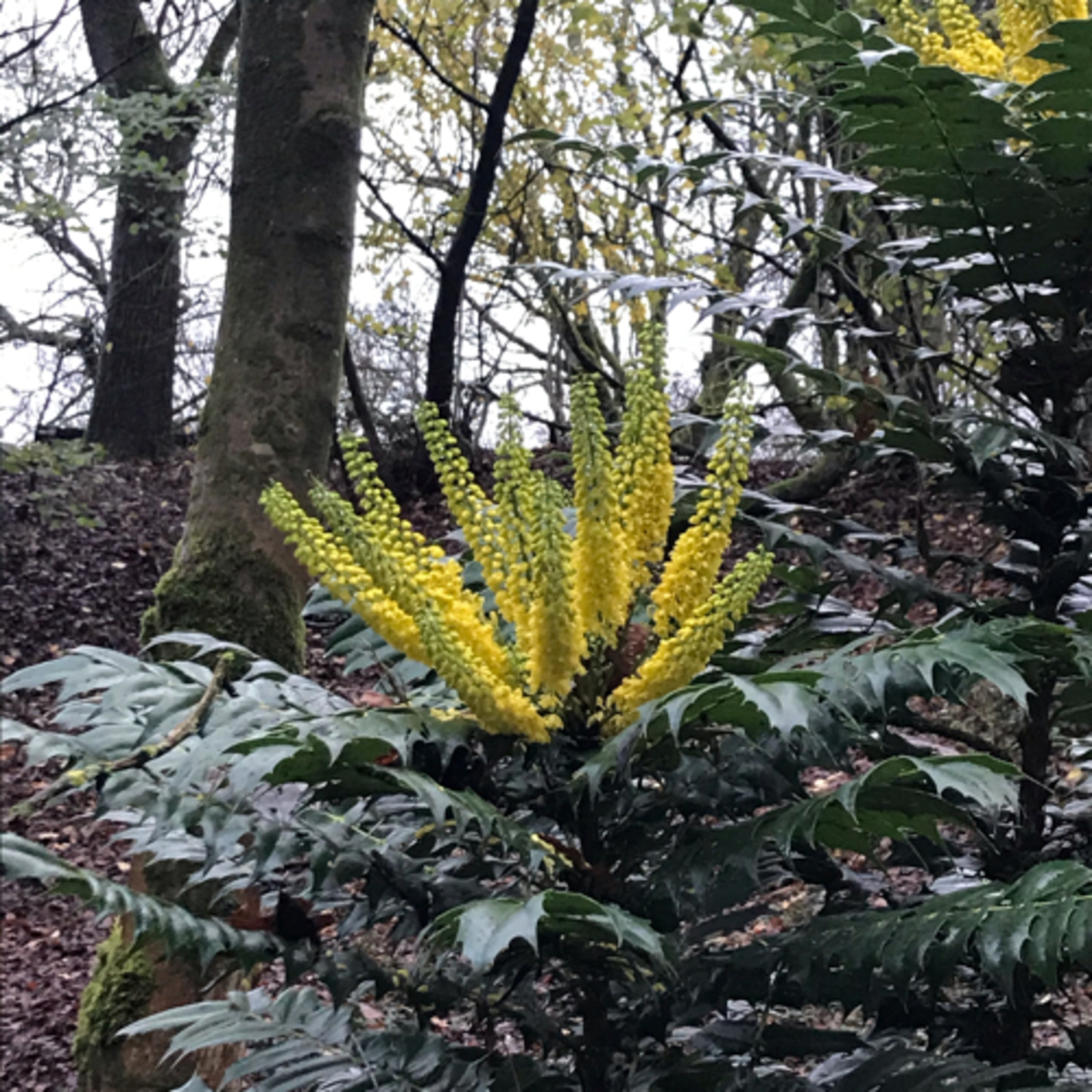 Zen meditations for busy people