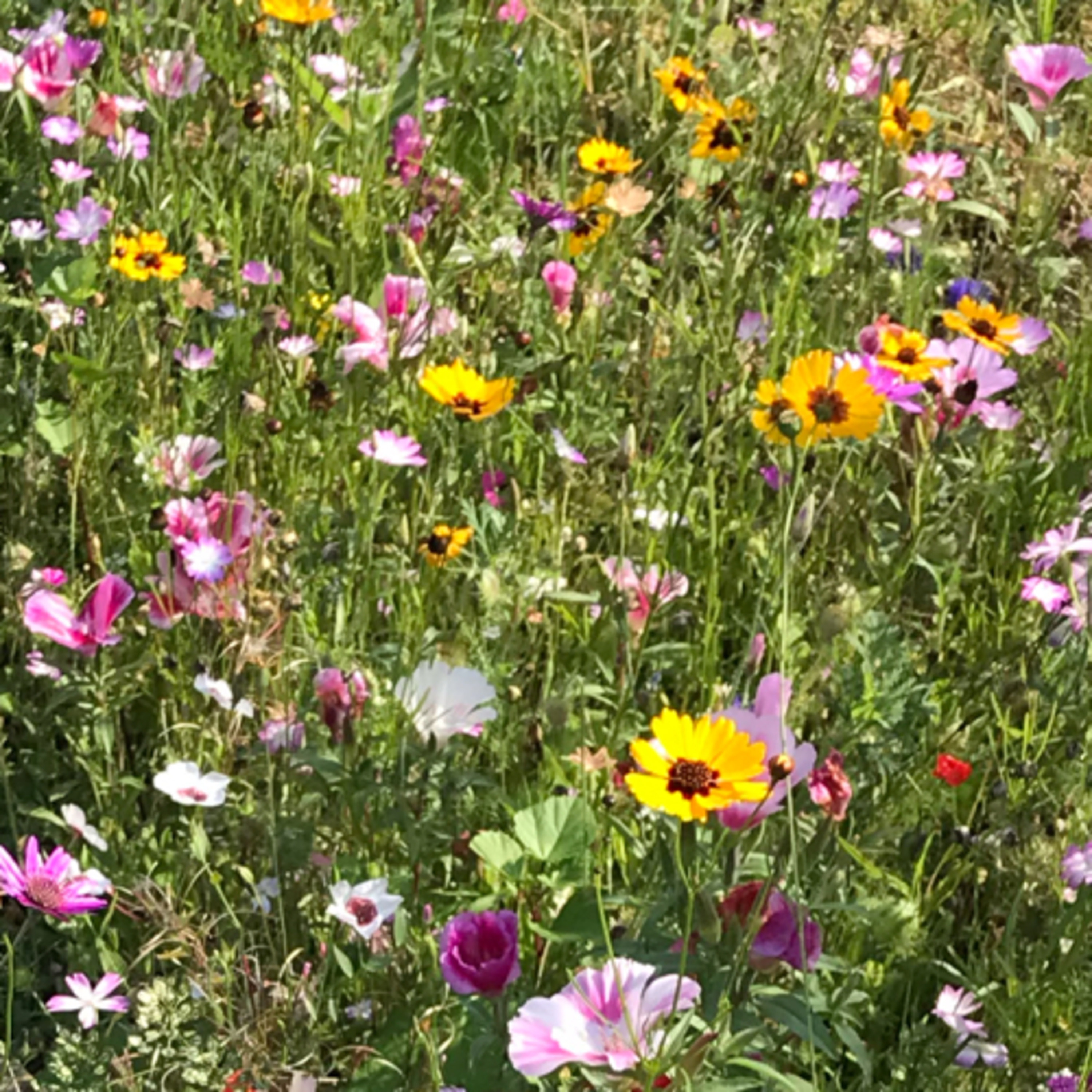 Zen meditations for busy people