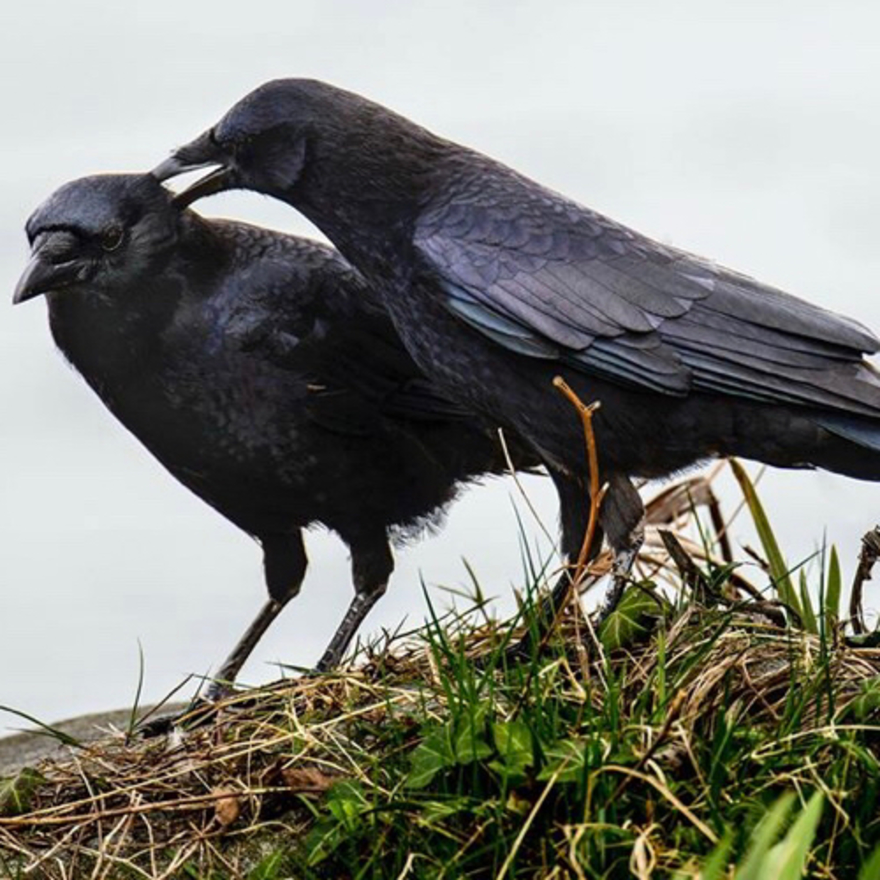 Nature Folklore