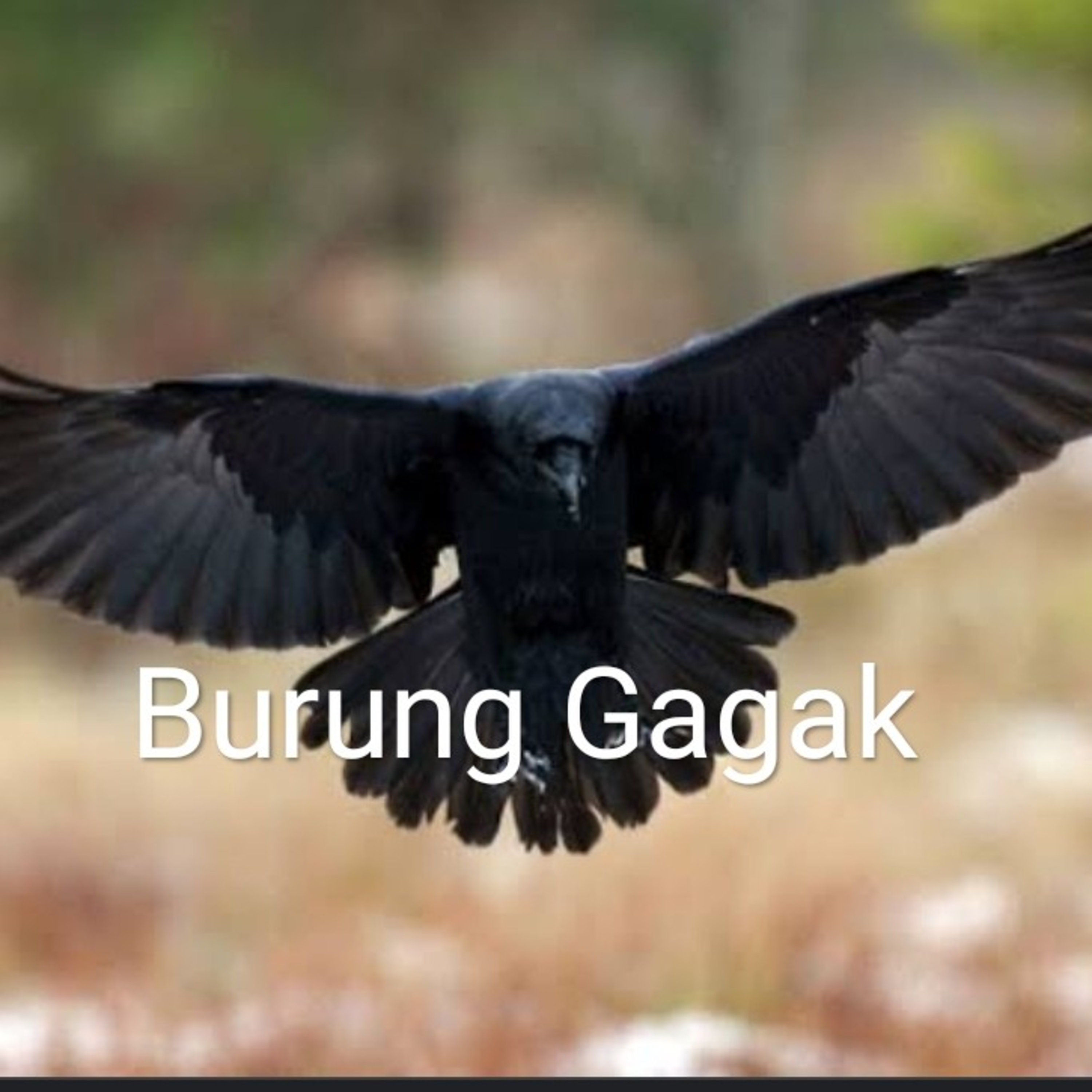 Renungan Burung Gagak Oleh Pdt. Jowel Z  episode artwork