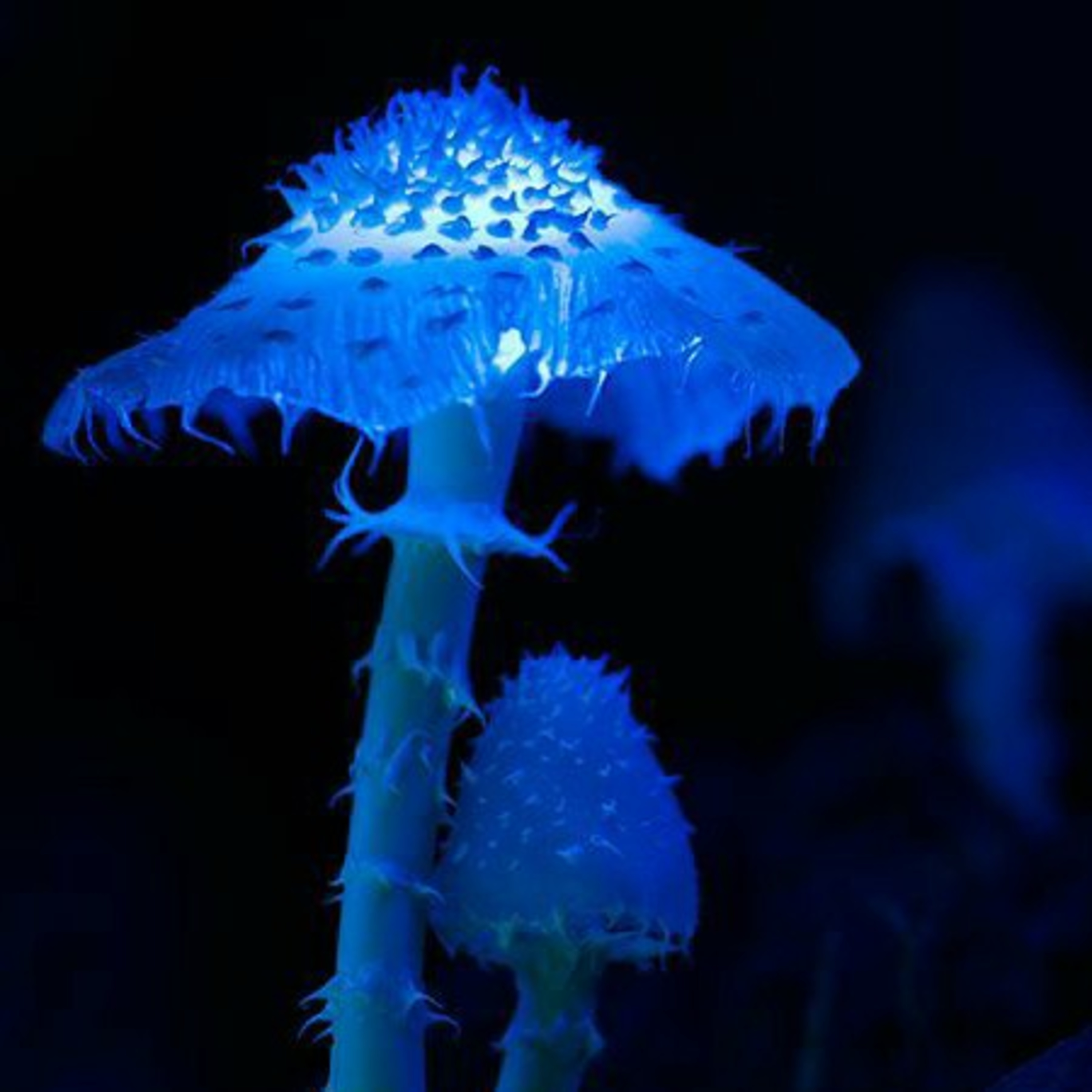 Quais seriam os impactos humanos na bioluminescência das plantas?