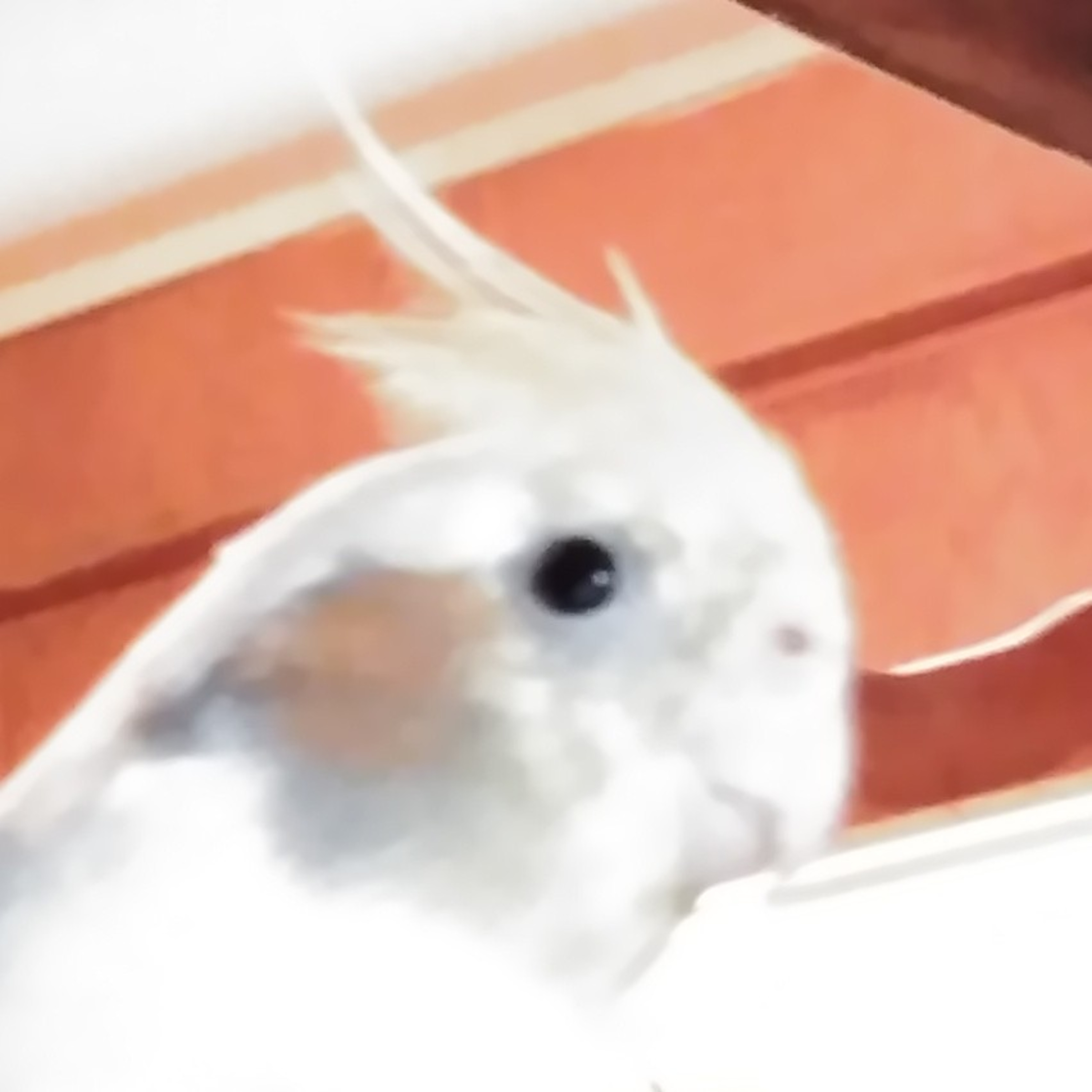 The Bond Of Friendship, Dog Edition