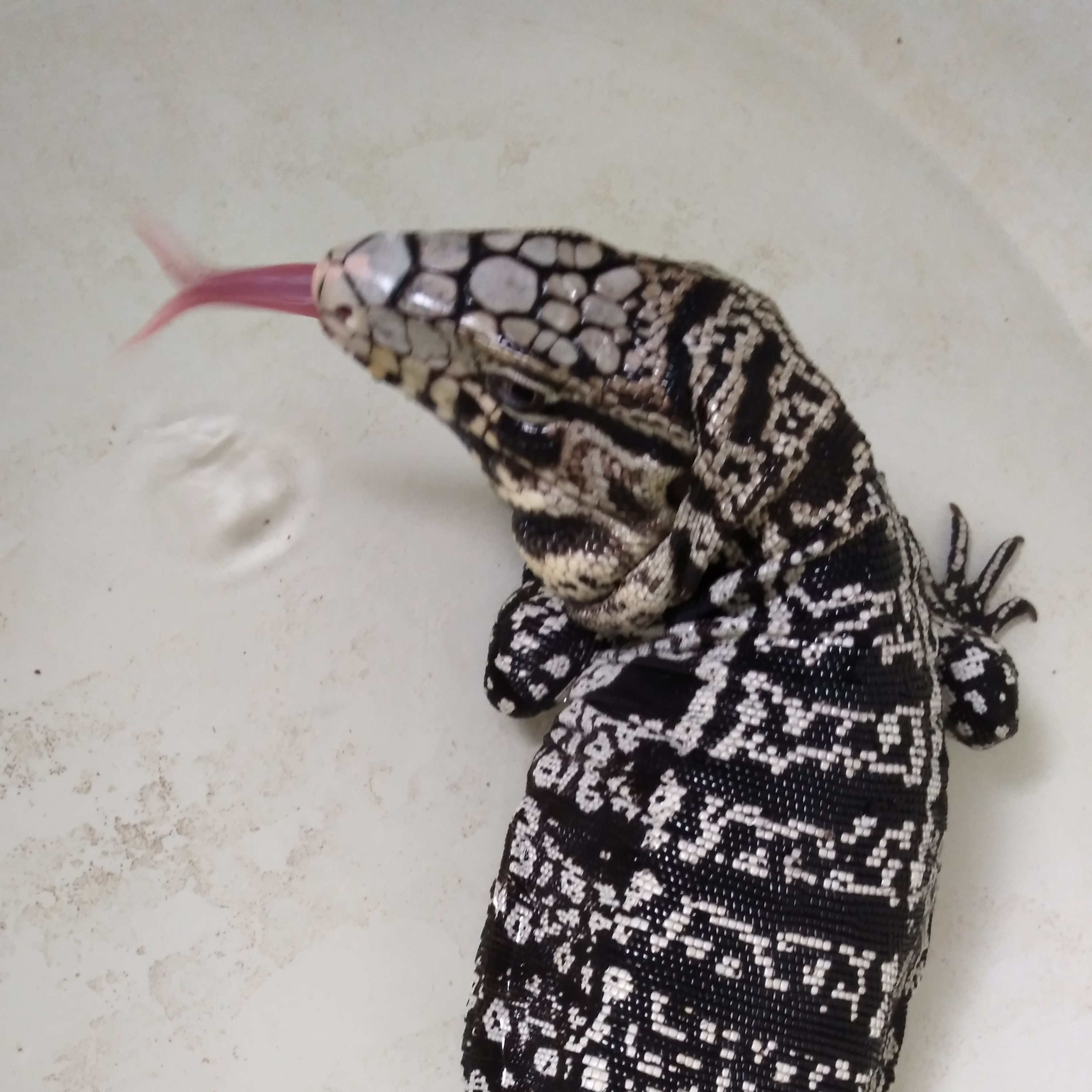 The Bond Of Friendship, Dog Edition