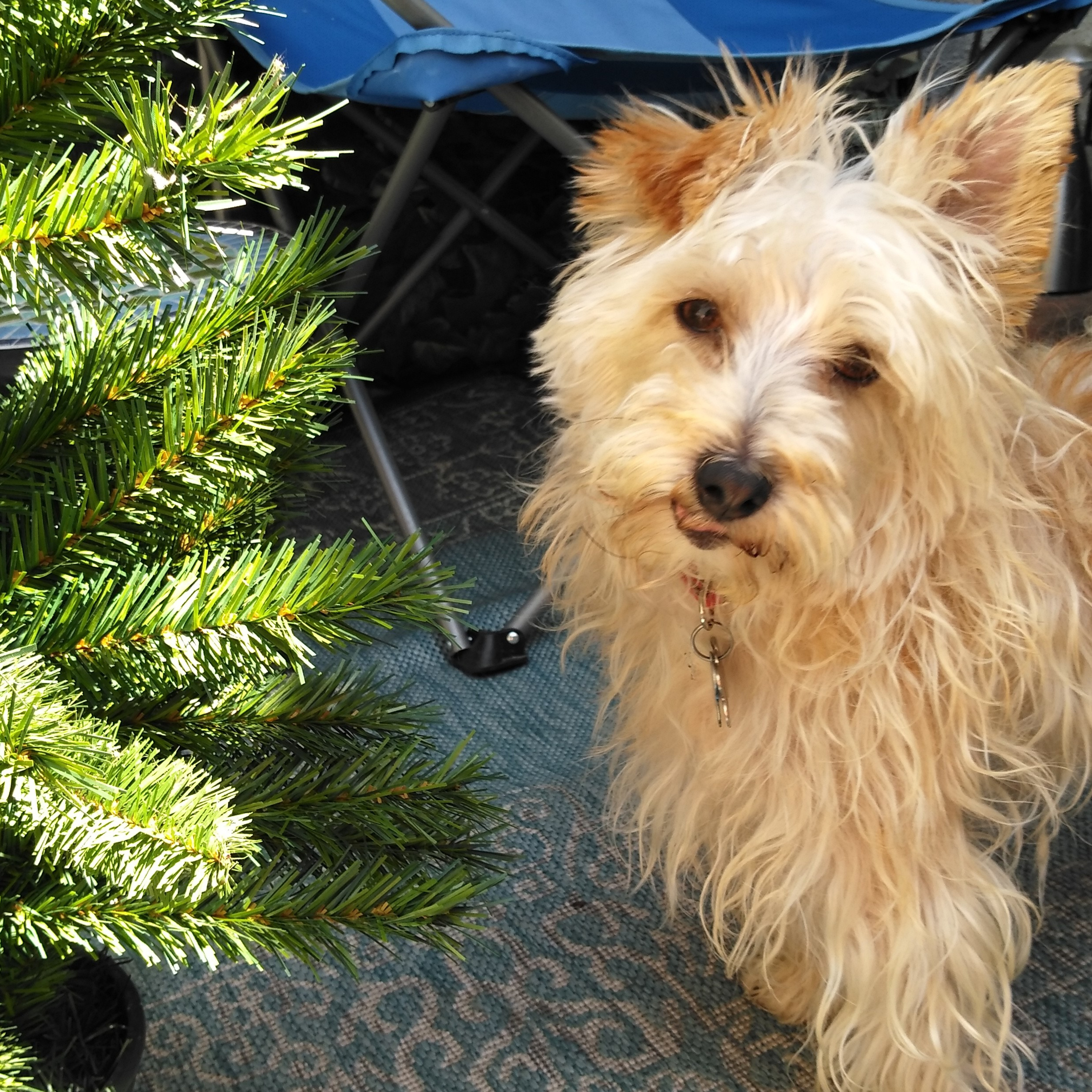 The Bond Of Friendship, Dog Edition