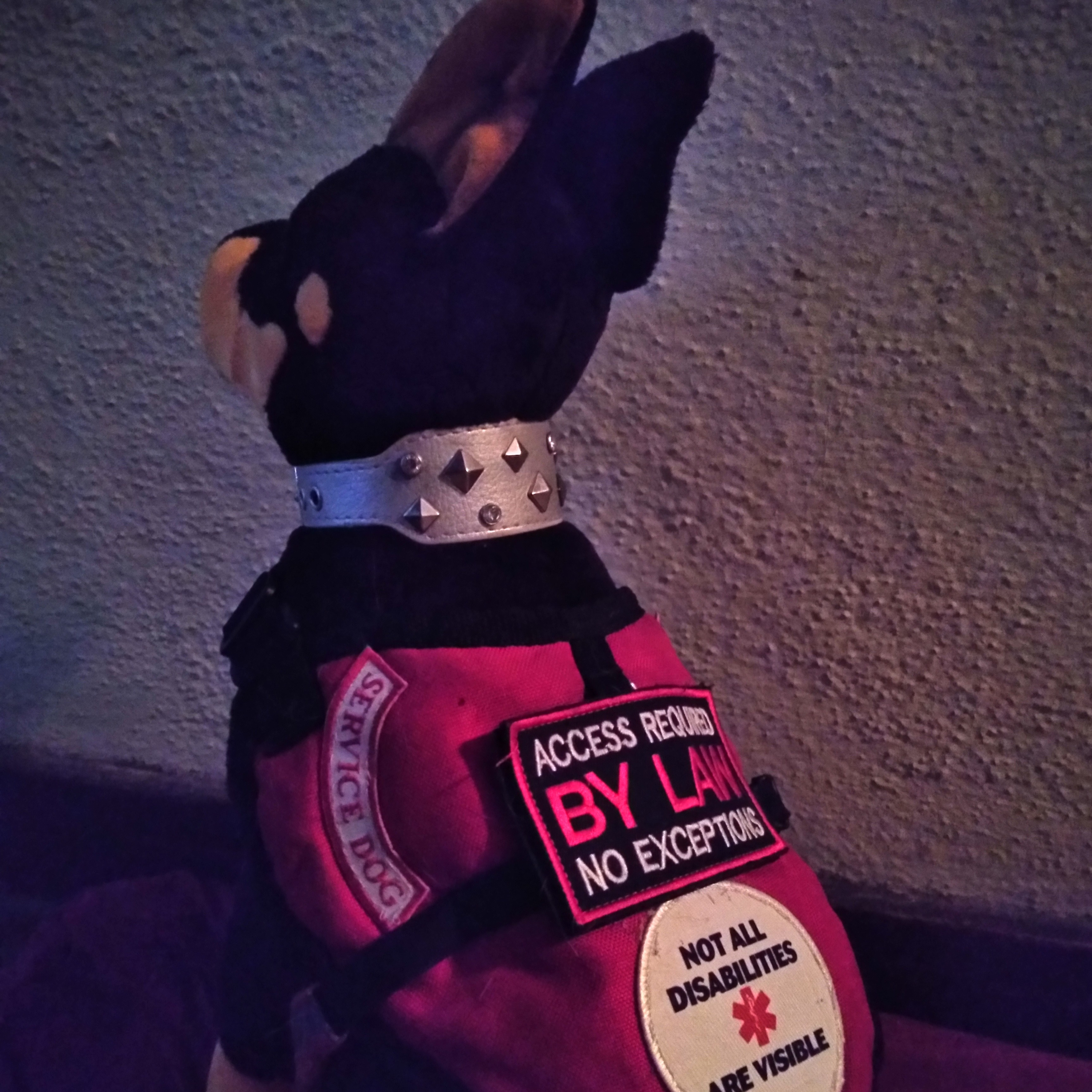 The Bond Of Friendship, Dog Edition