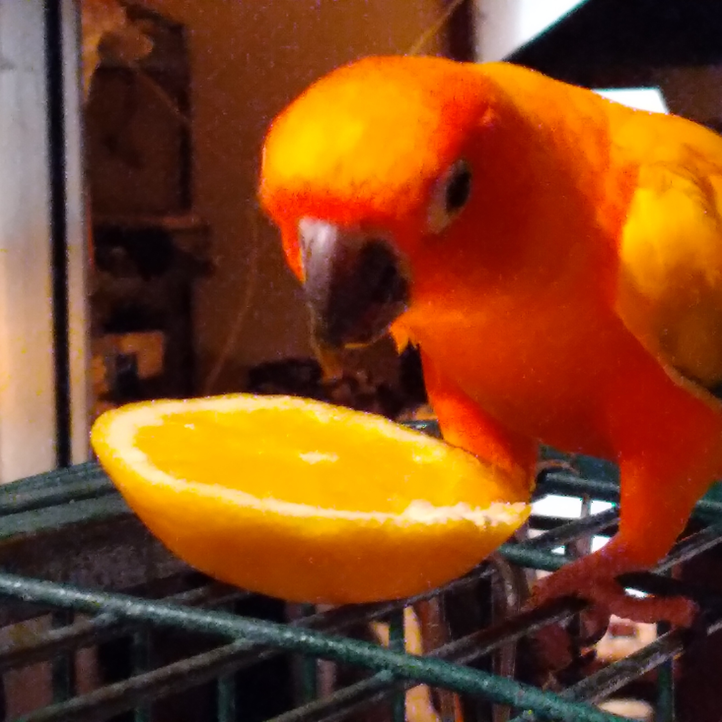 The Bond Of Friendship, Dog Edition