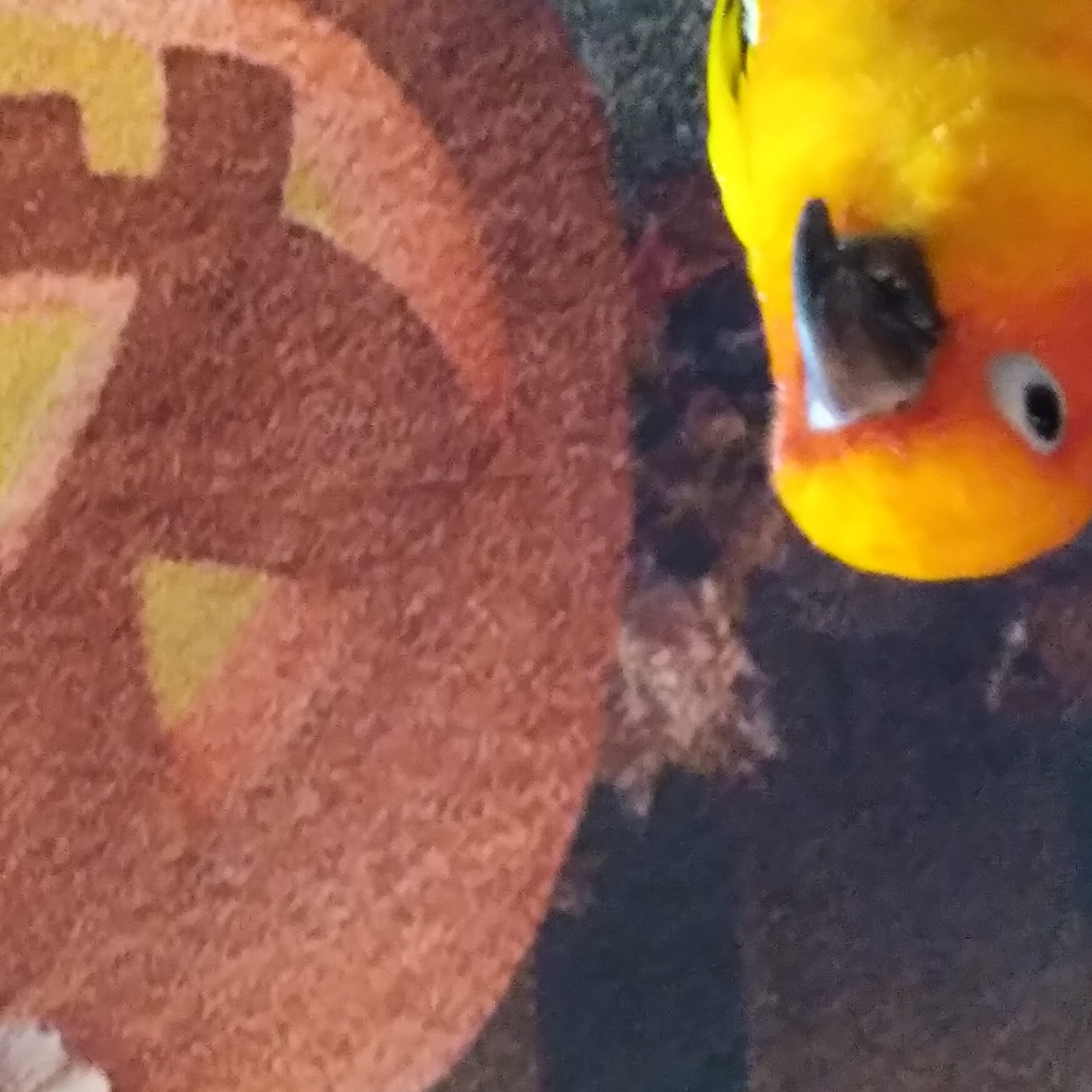 The Bond Of Friendship, Dog Edition