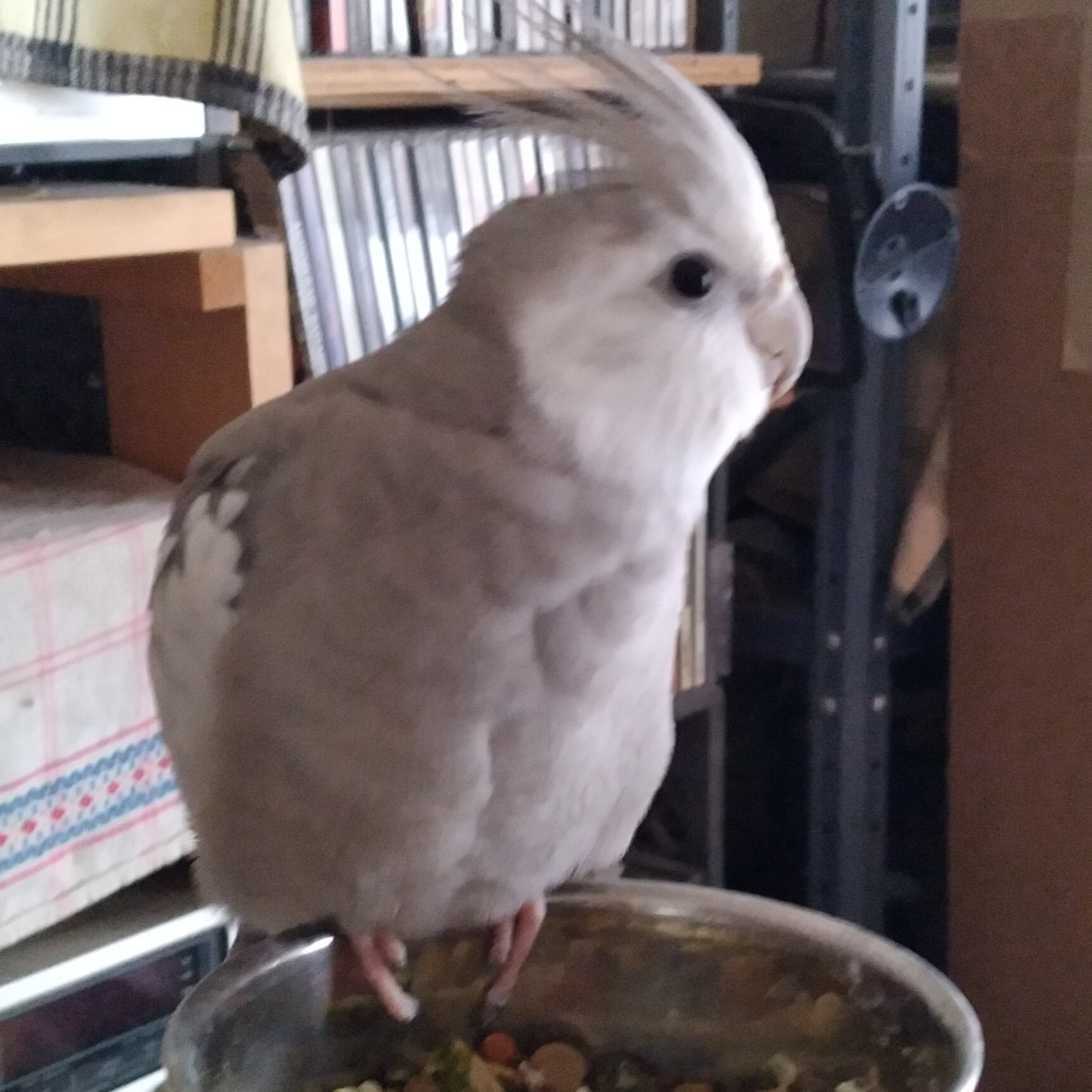 The Bond Of Friendship, Dog Edition