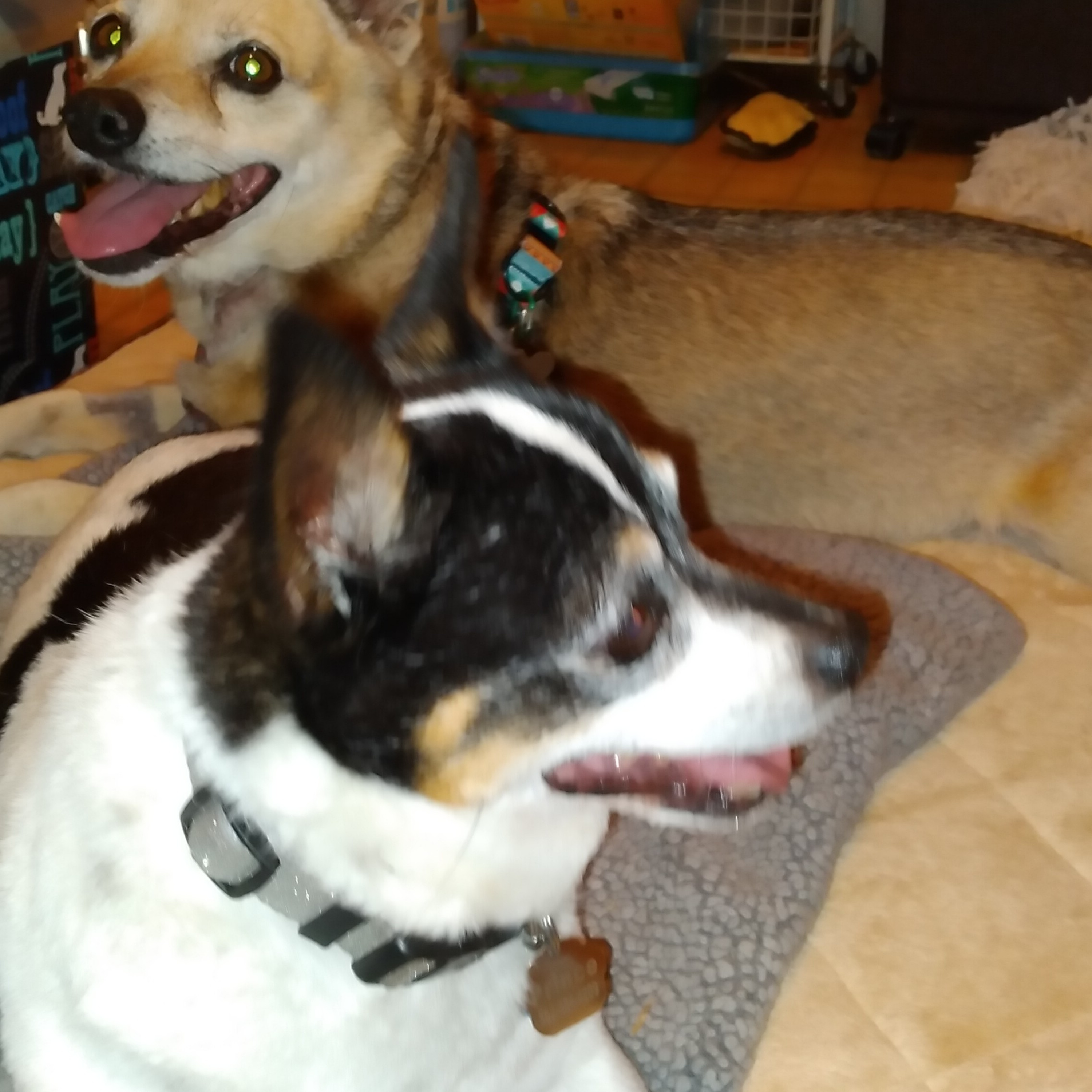 The Bond Of Friendship, Dog Edition