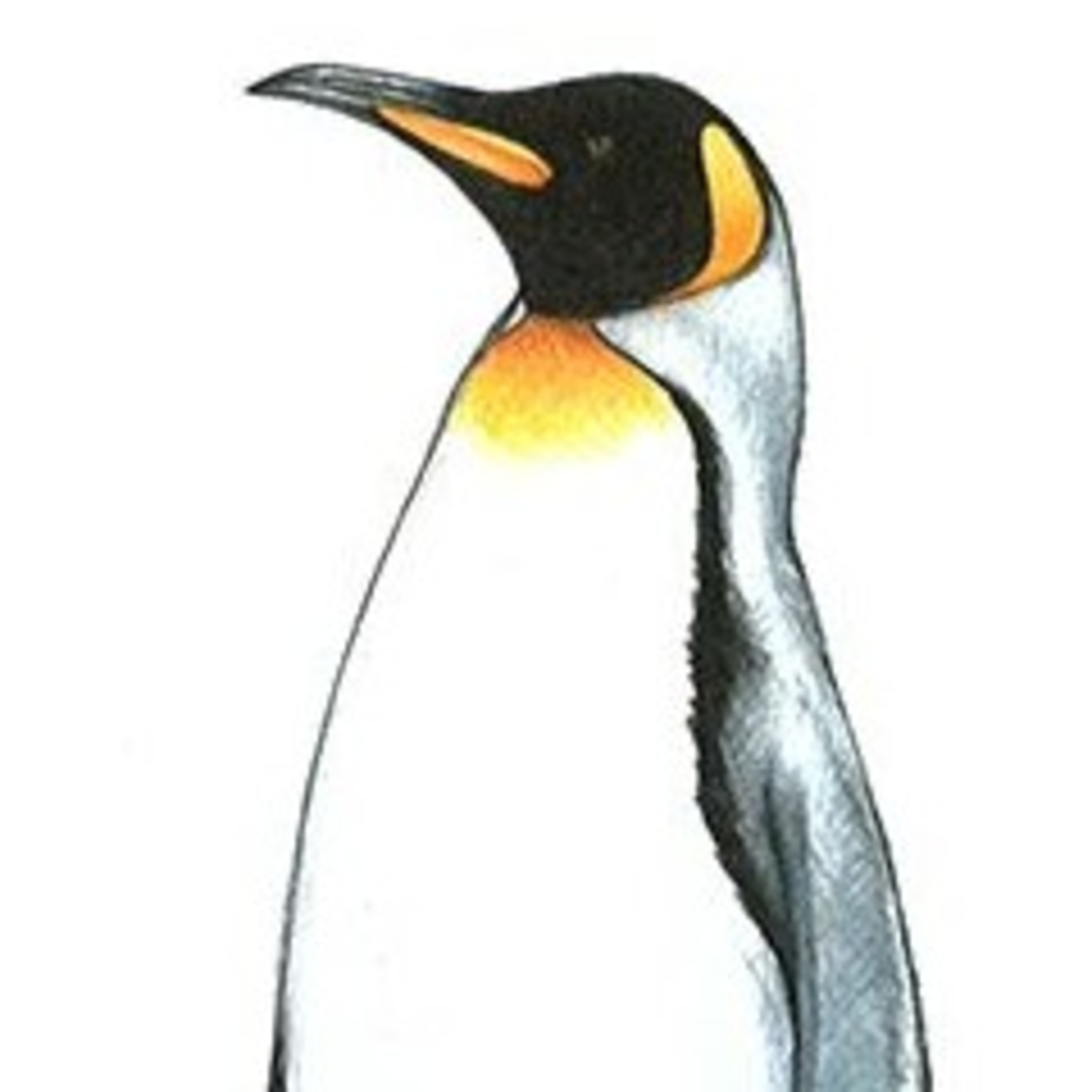 O pinguim tropical episode artwork