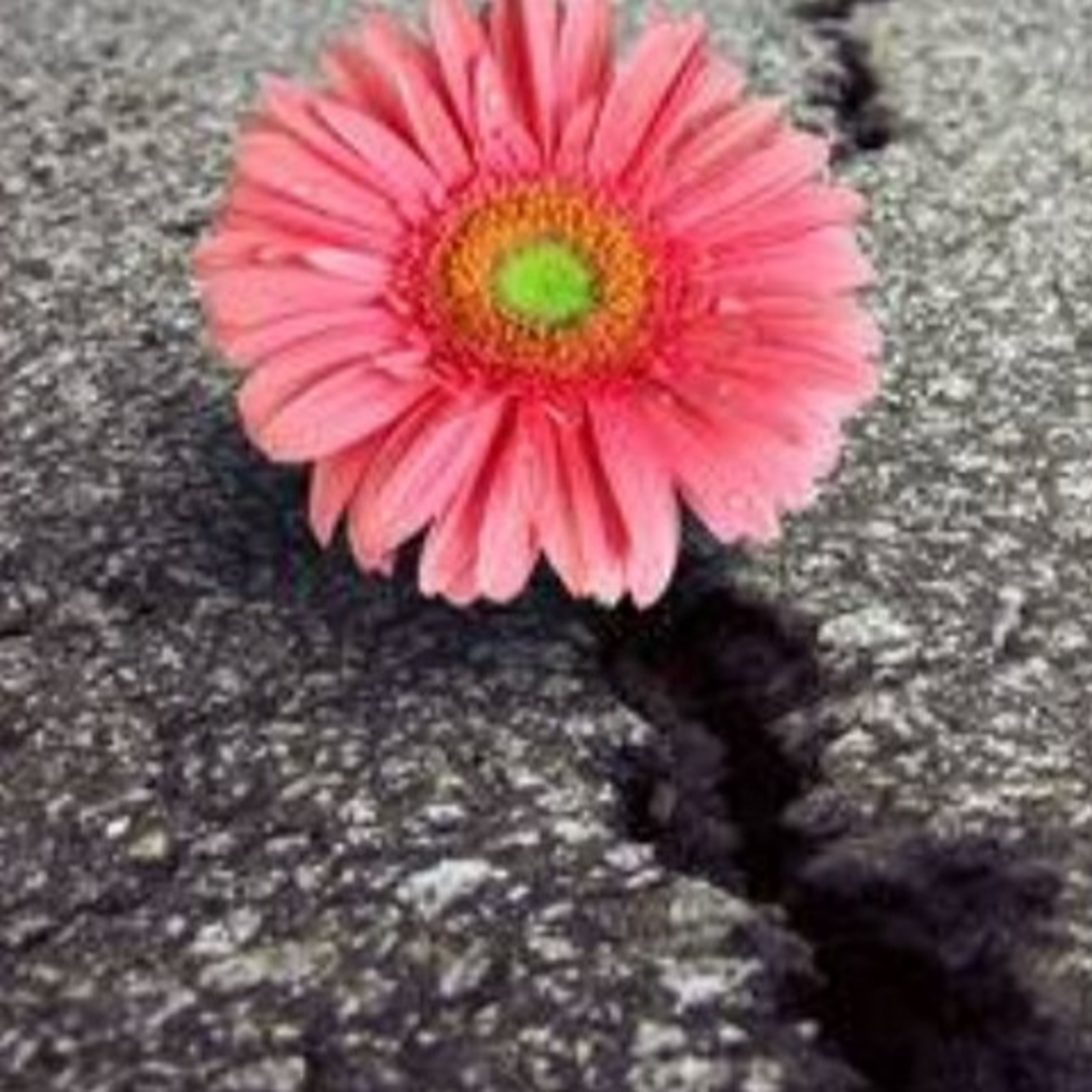 Rinascita_ poesia inedita di Cecilia