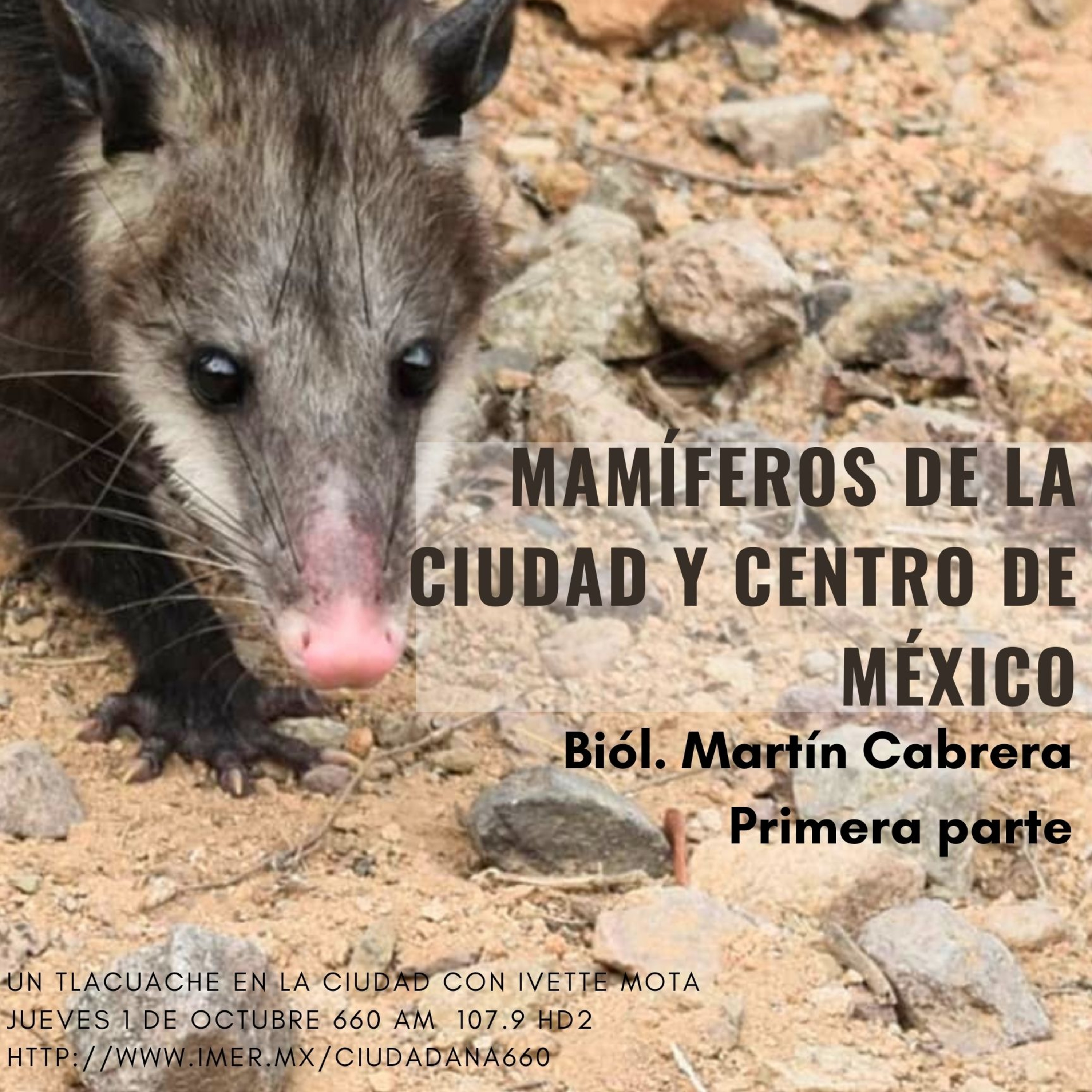 Un Tlacuache en la Ciudad