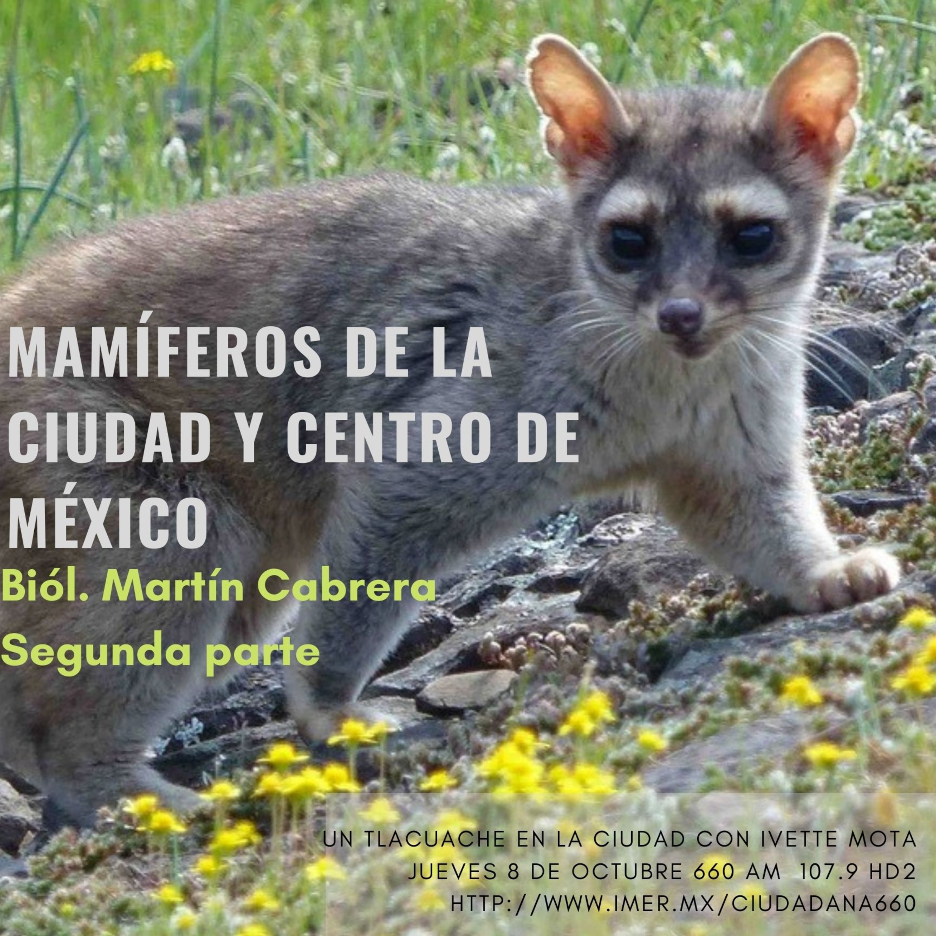 Un Tlacuache en la Ciudad