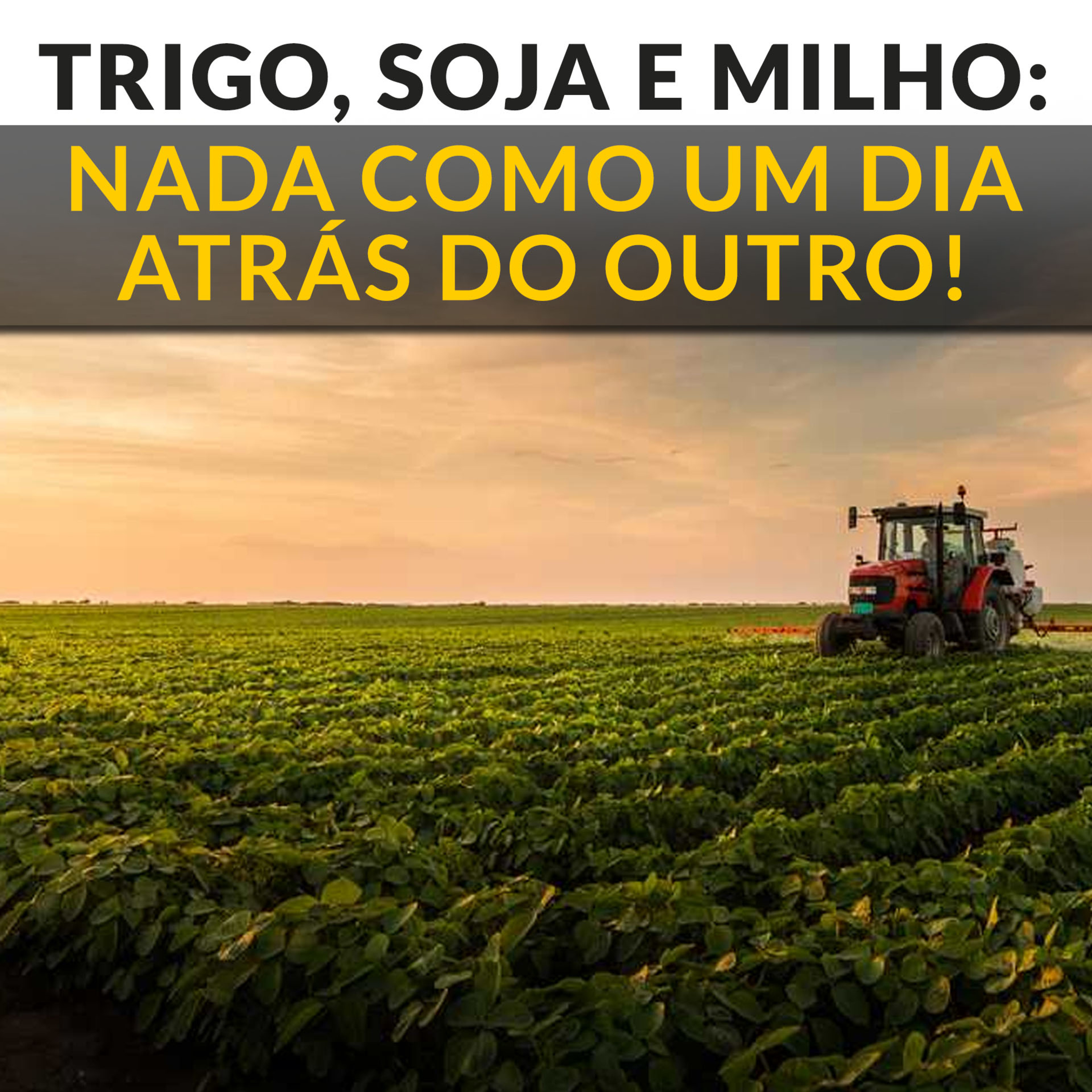 TRIGO, SOJA E MILHO: NADA COMO UM DIA ATRÁS DO OUTRO! episode artwork