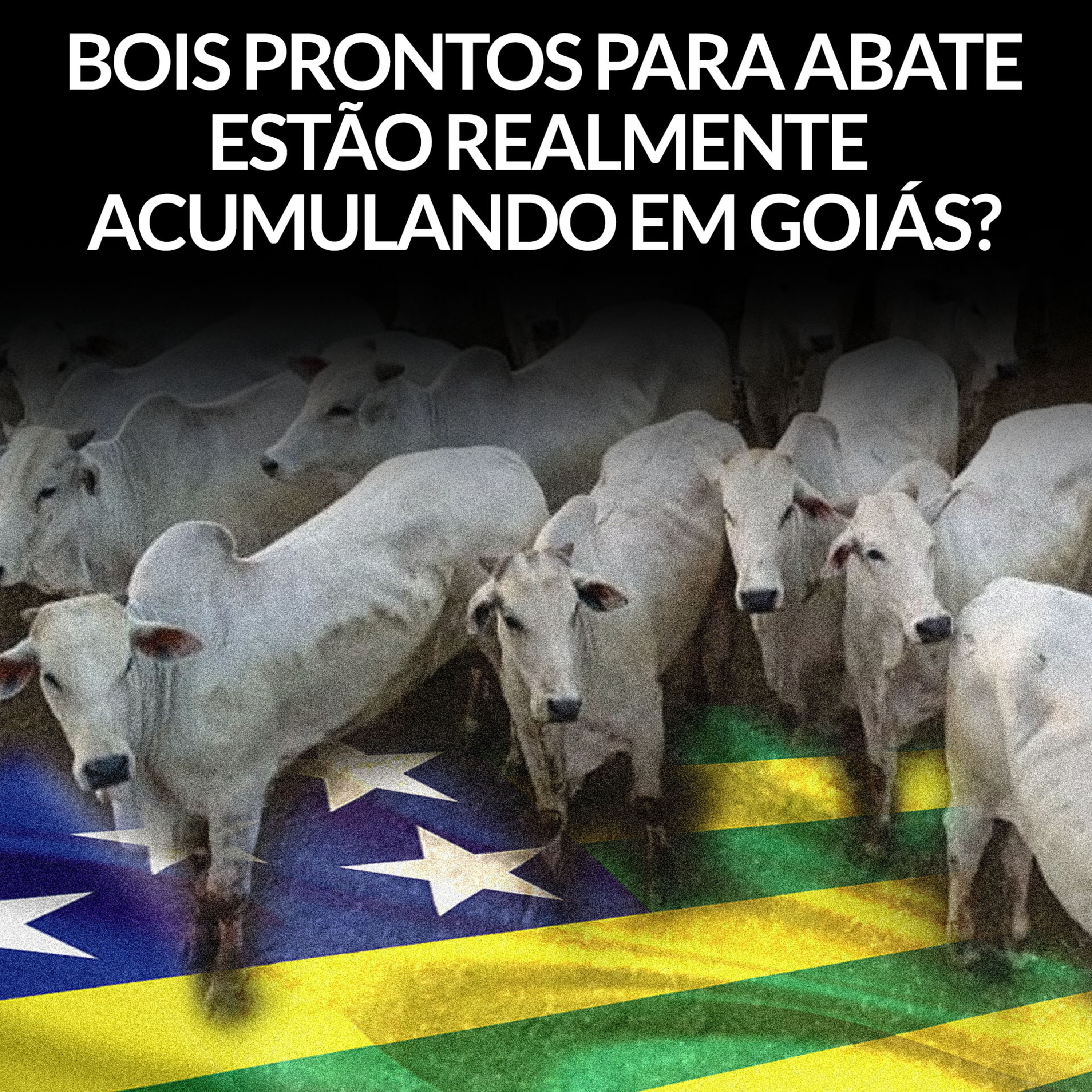 BOIS PRONTOS PARA ABATE ESTÃO REALMENTE ACUMULANDO EM GOIÁS?