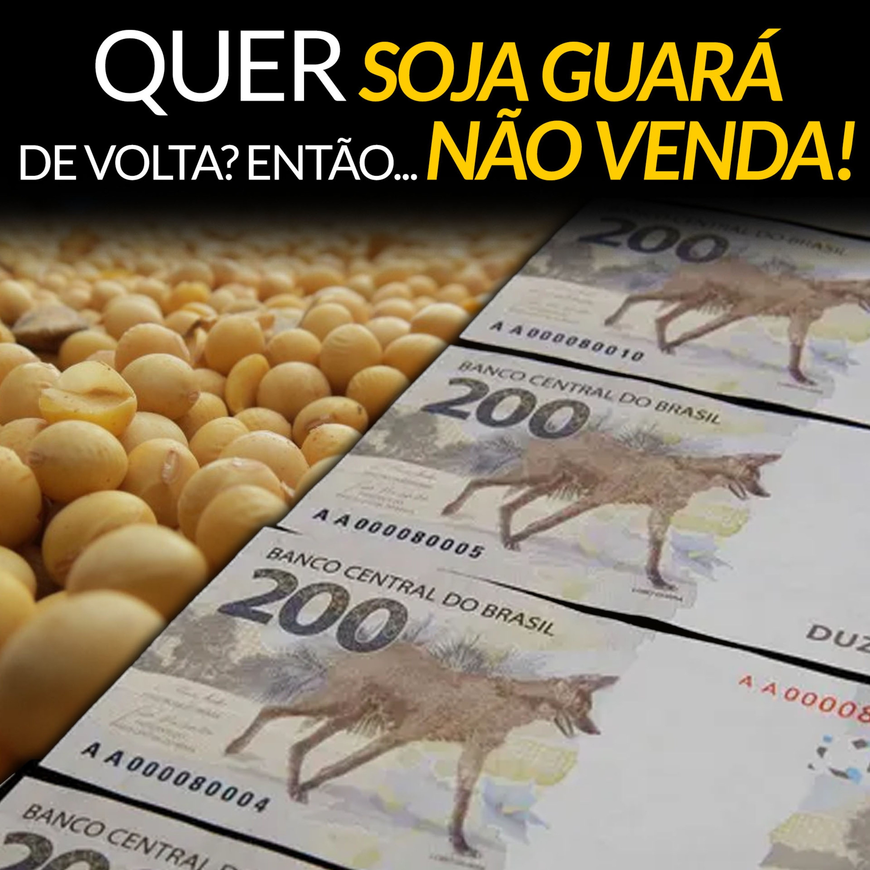 QUER A SOJA GUARÁ DE VOLTA? ENTÃO... NÃO VENDA! episode artwork