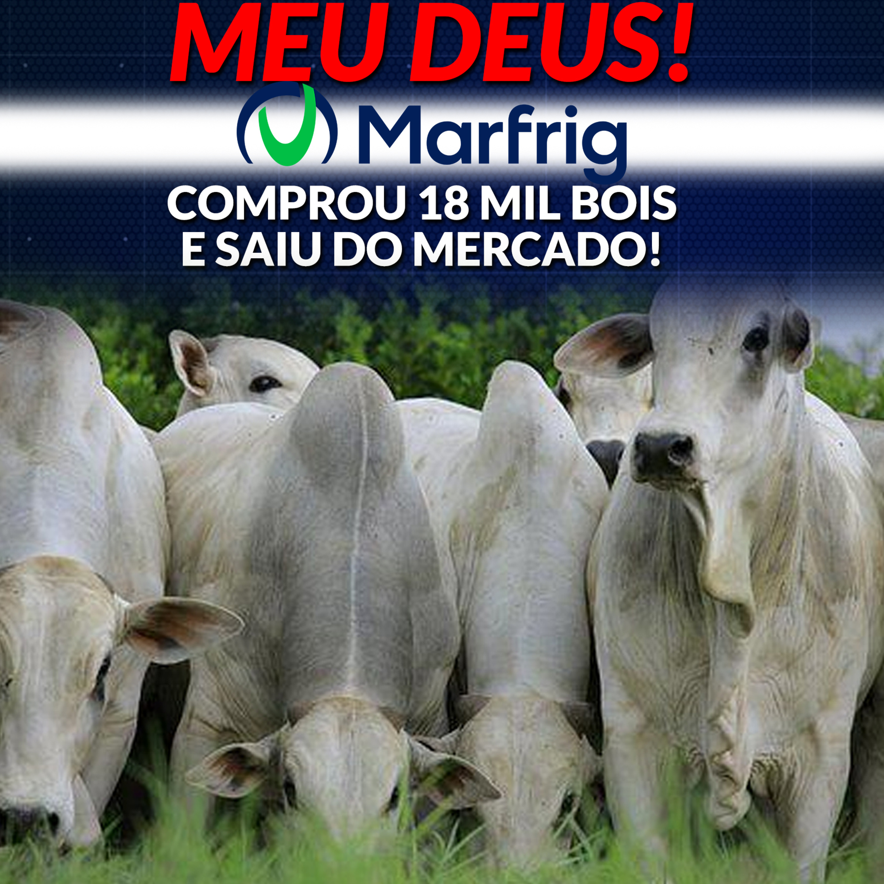 MEU DEUS! MARFRIG COMPROU 18 MIL BOIS E SAIU DO MERCADO! episode artwork