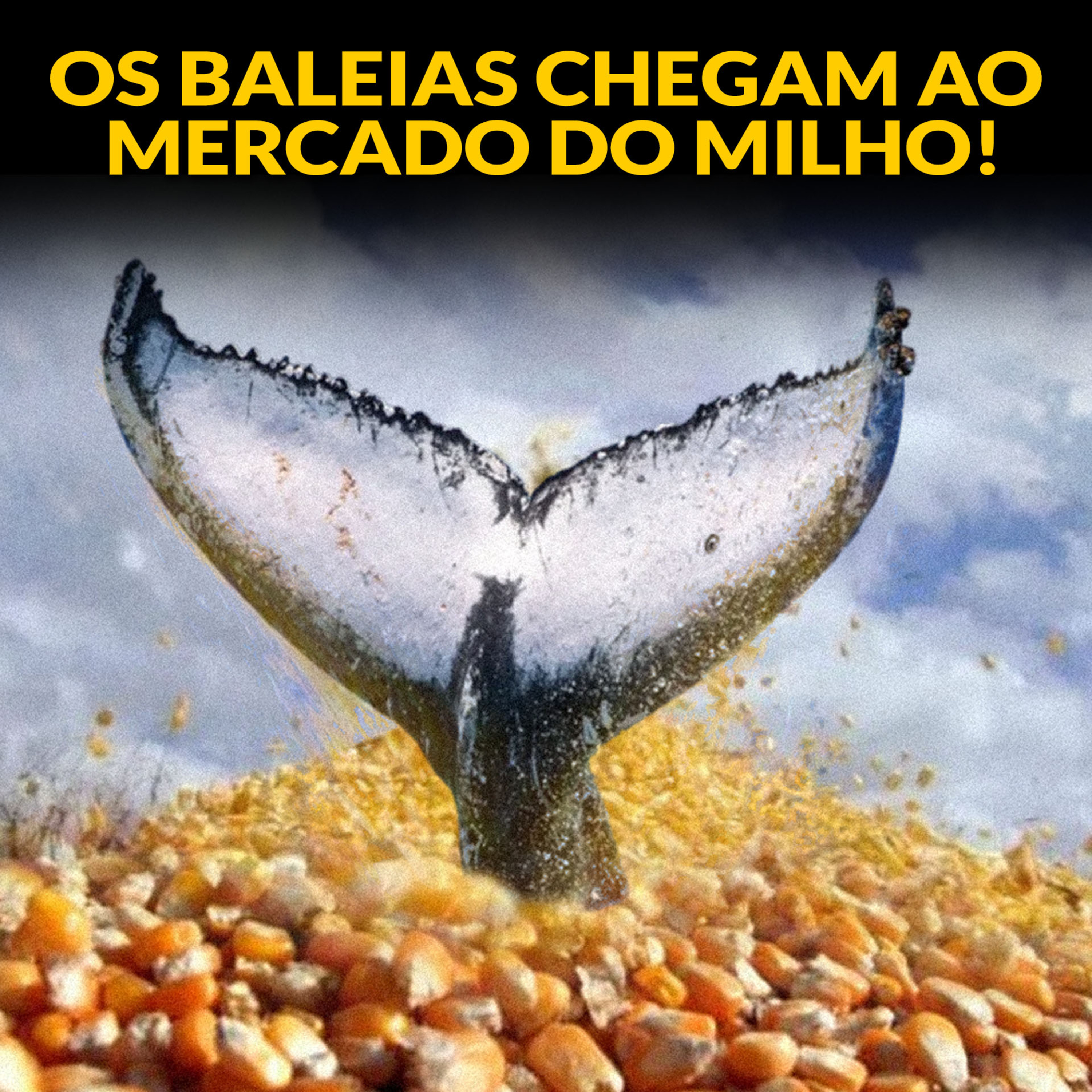 OS BALEIAS CHEGAM AO MERCADO DO MILHO, E COM ELES, A ESPECULAÇÃO! episode artwork