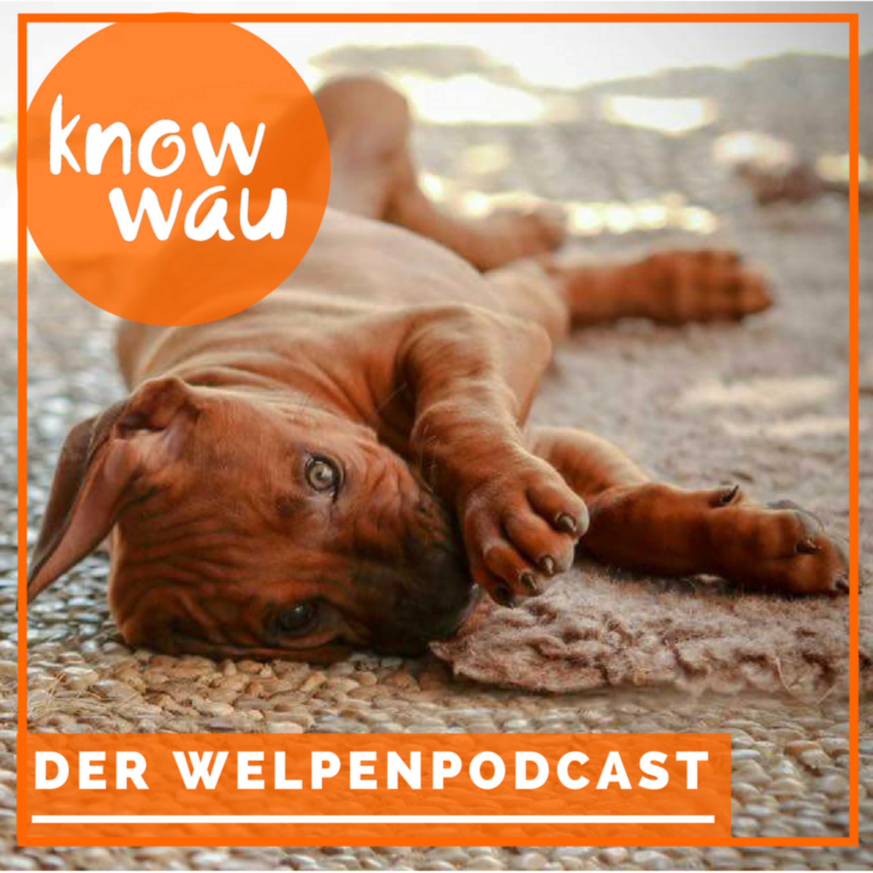 5 Überlegungen zum Spaziergang mit dem Welpen episode artwork
