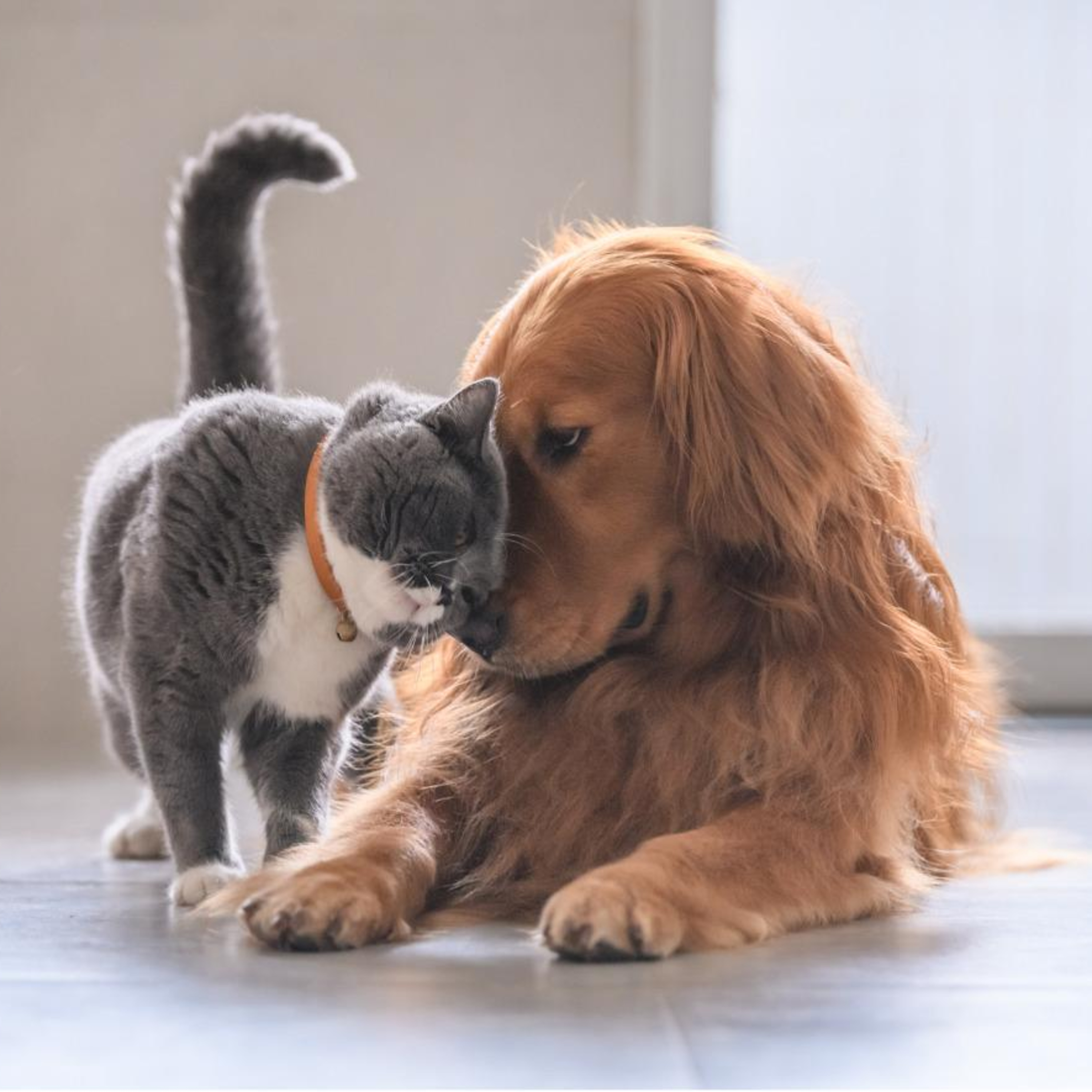 Podcast seguros mascotas