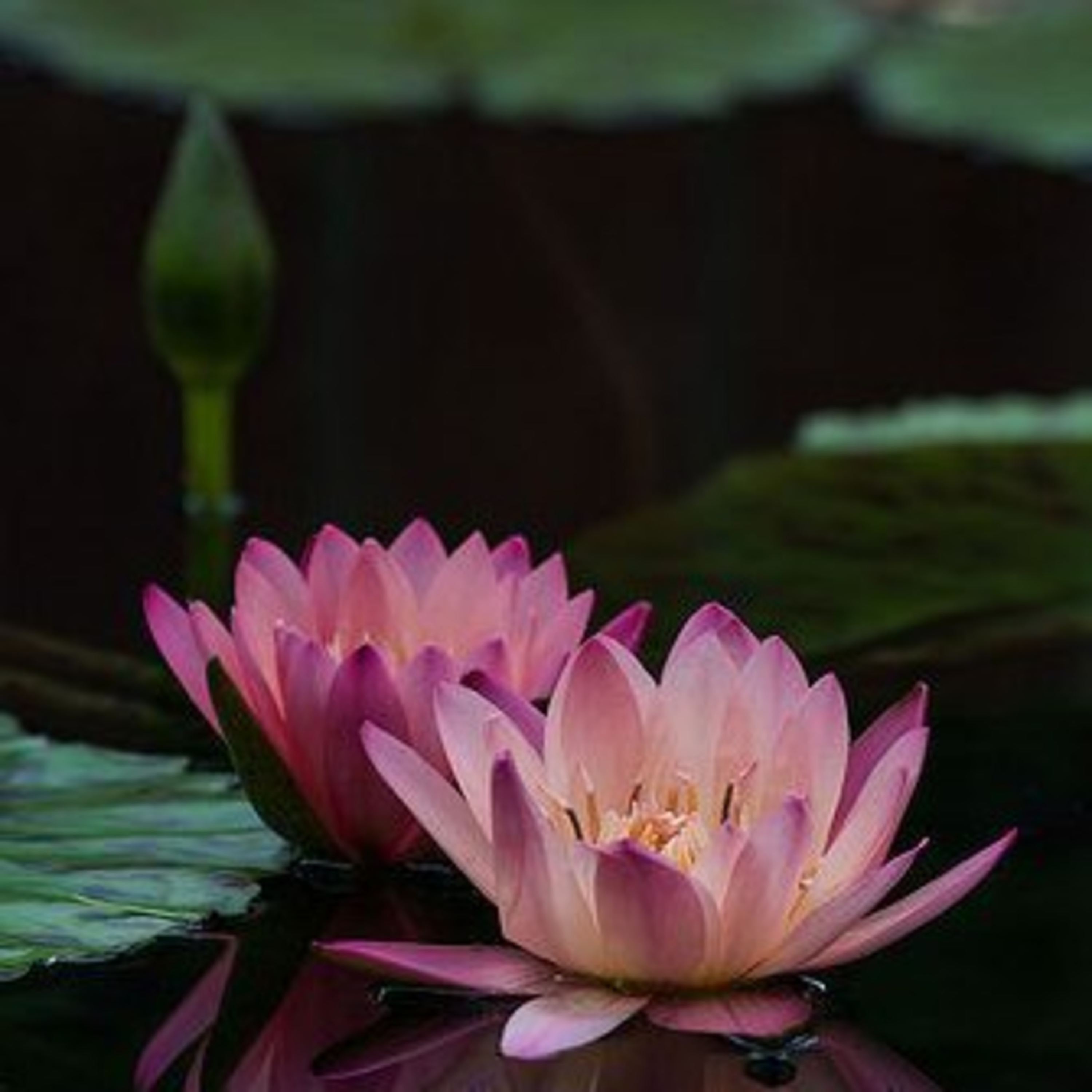बुध्द धम्म आणि आधुनिक विज्ञान - Zen Master Sudassan