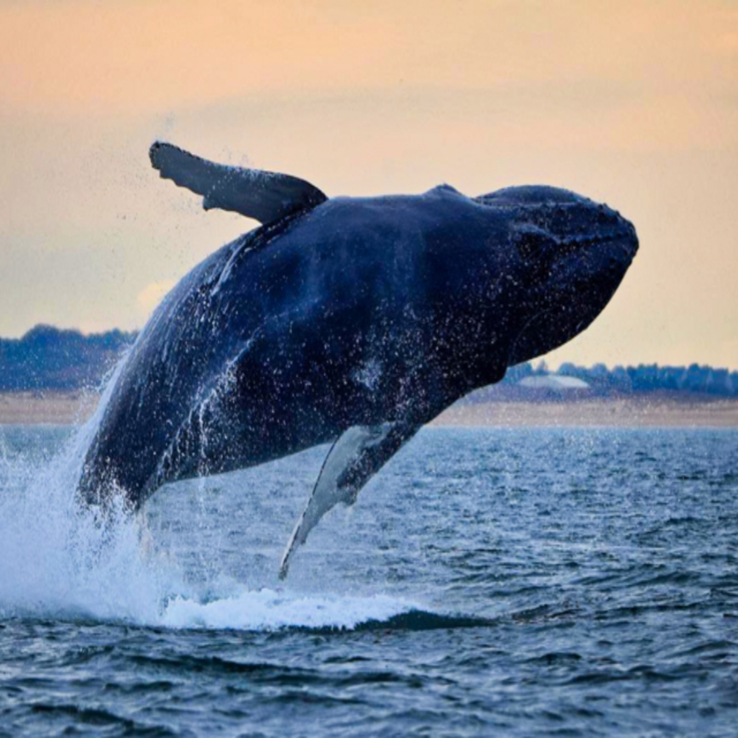 Whale Watching in North America episode artwork