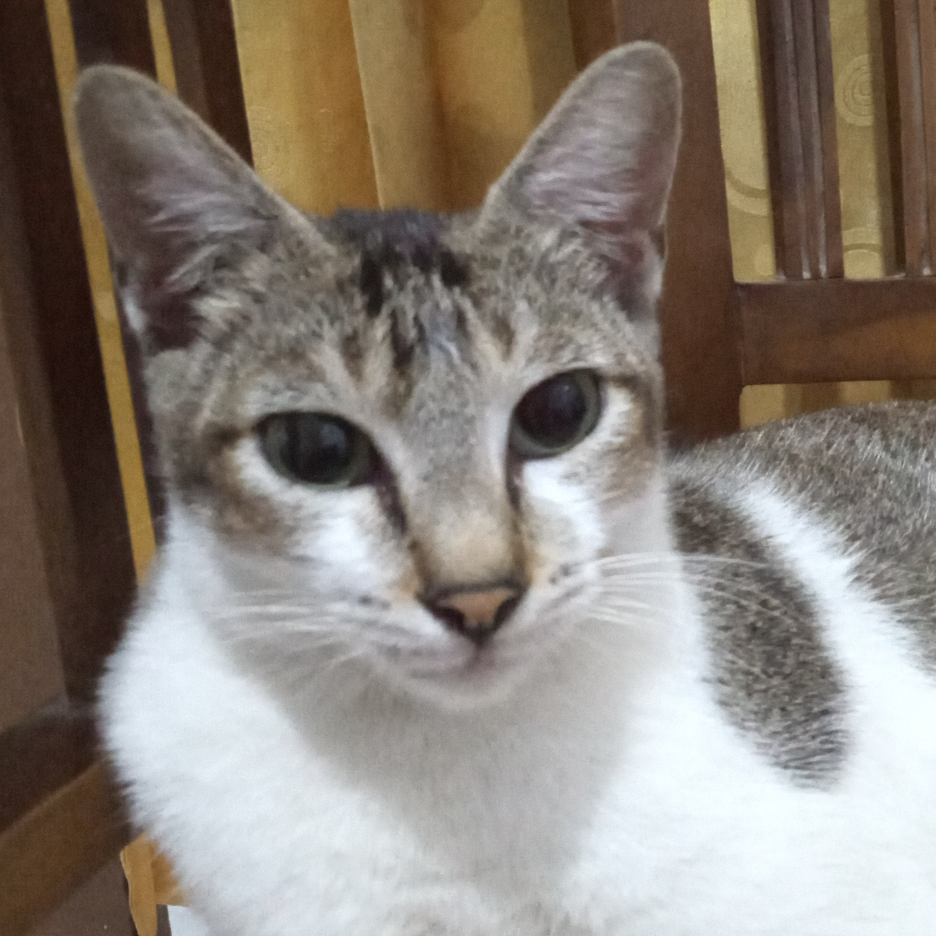 Lilik Hendaryati