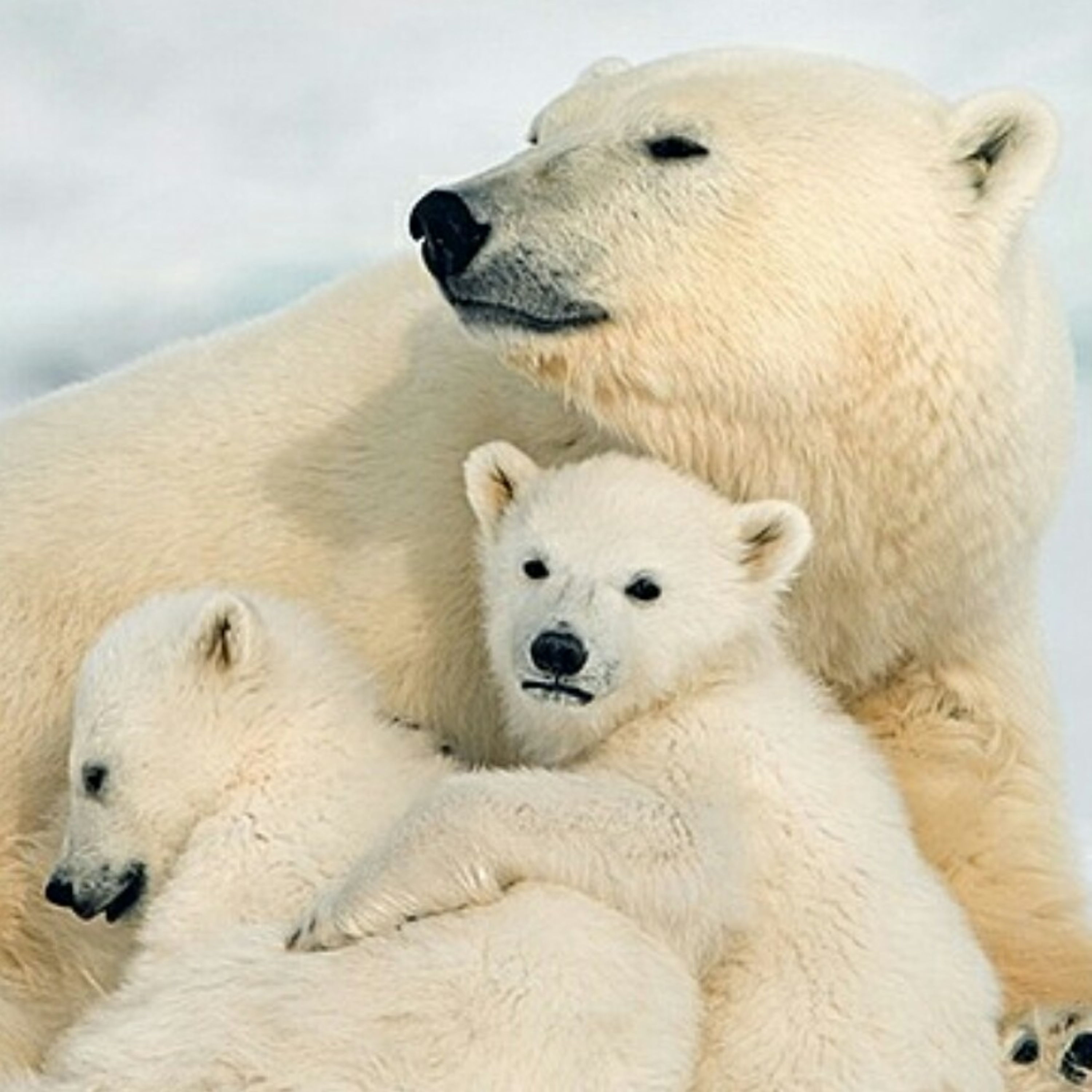 Polar Bears| SCIENCE 101