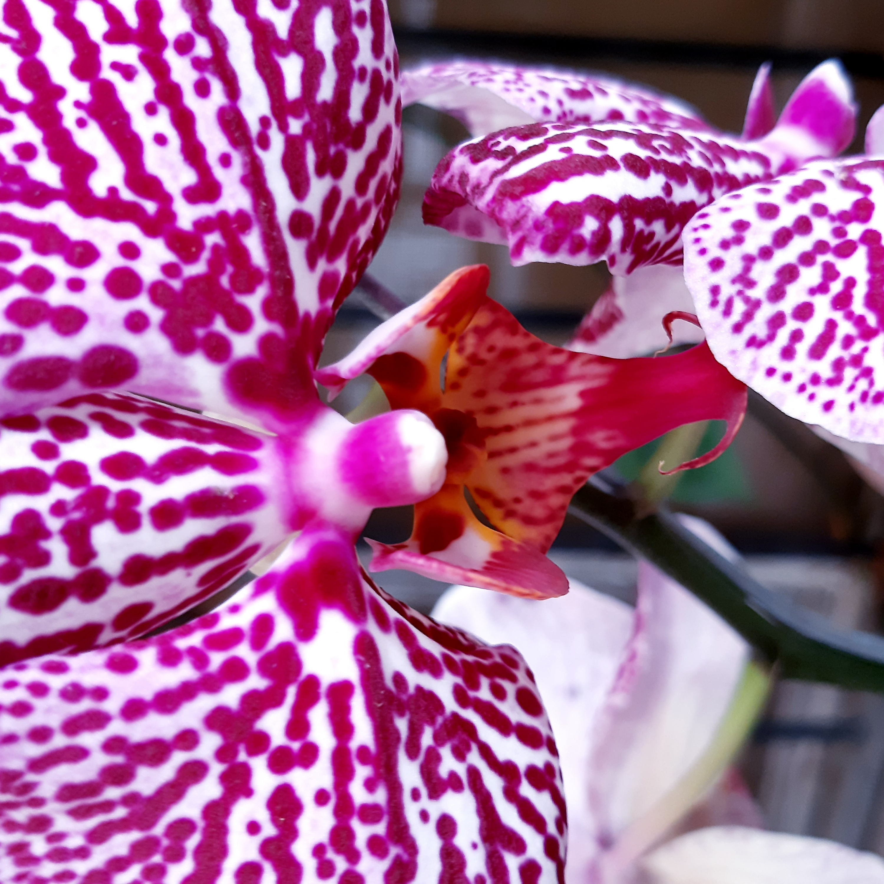 Cuidados de Phalaenopsis 