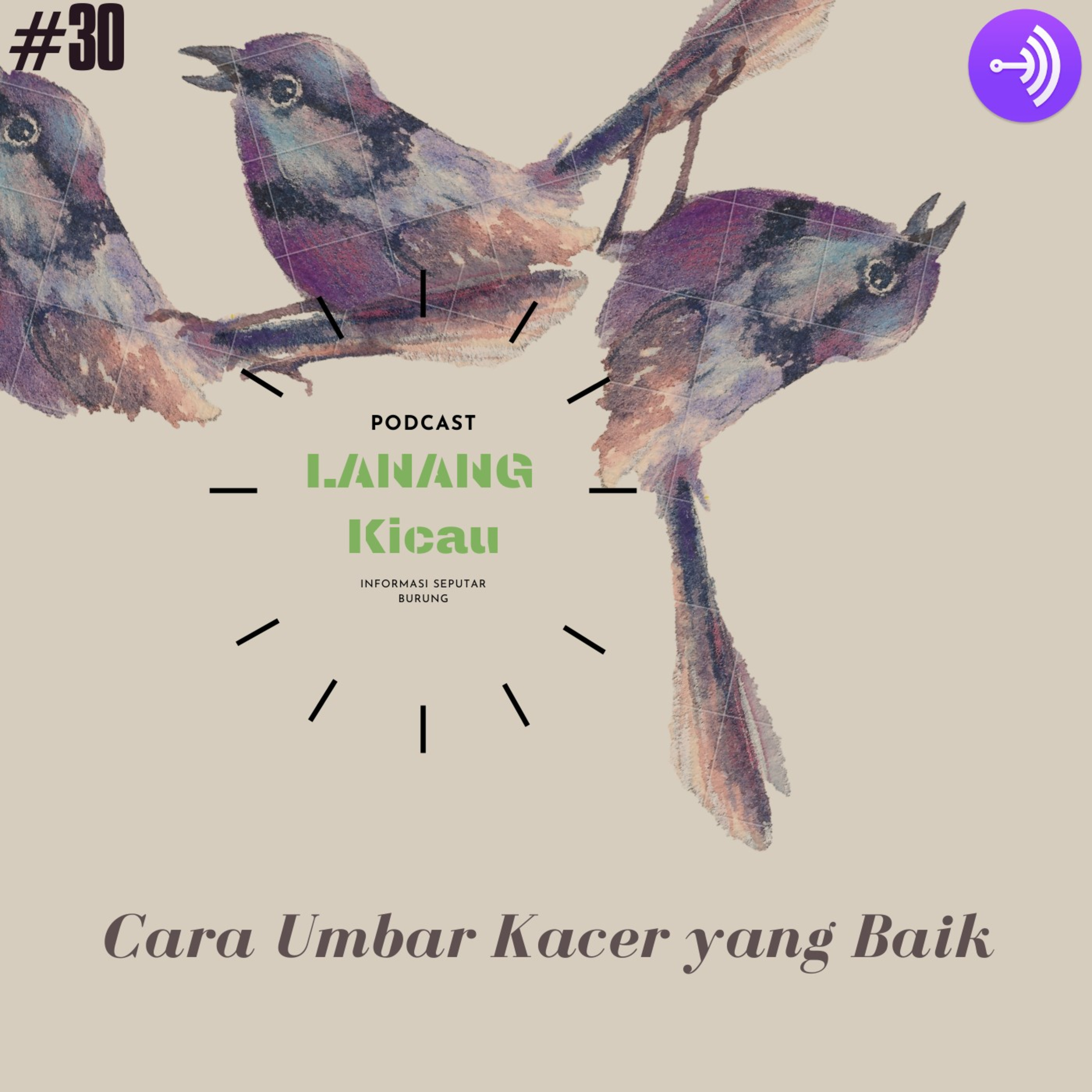 Lanang Kicau