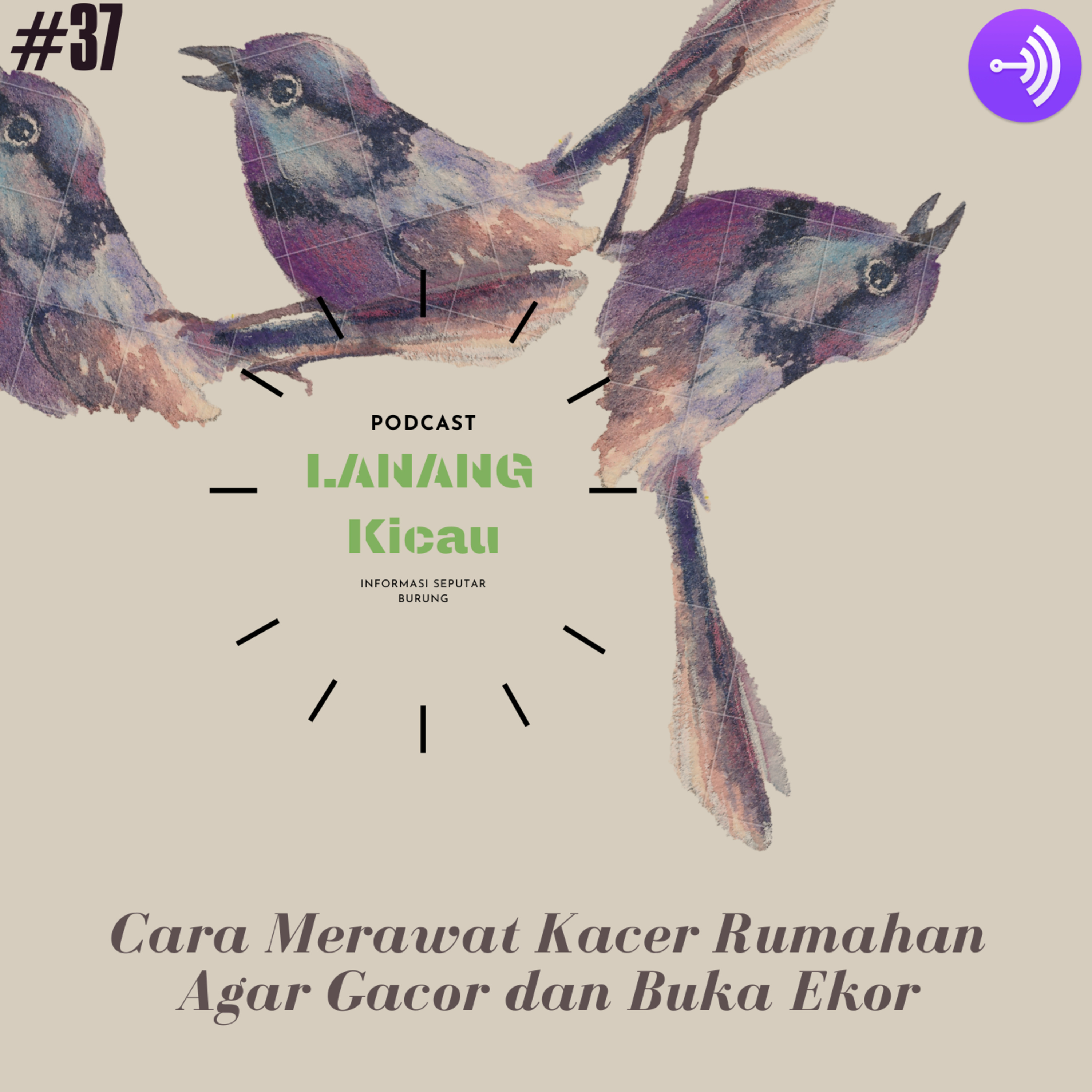 Lanang Kicau