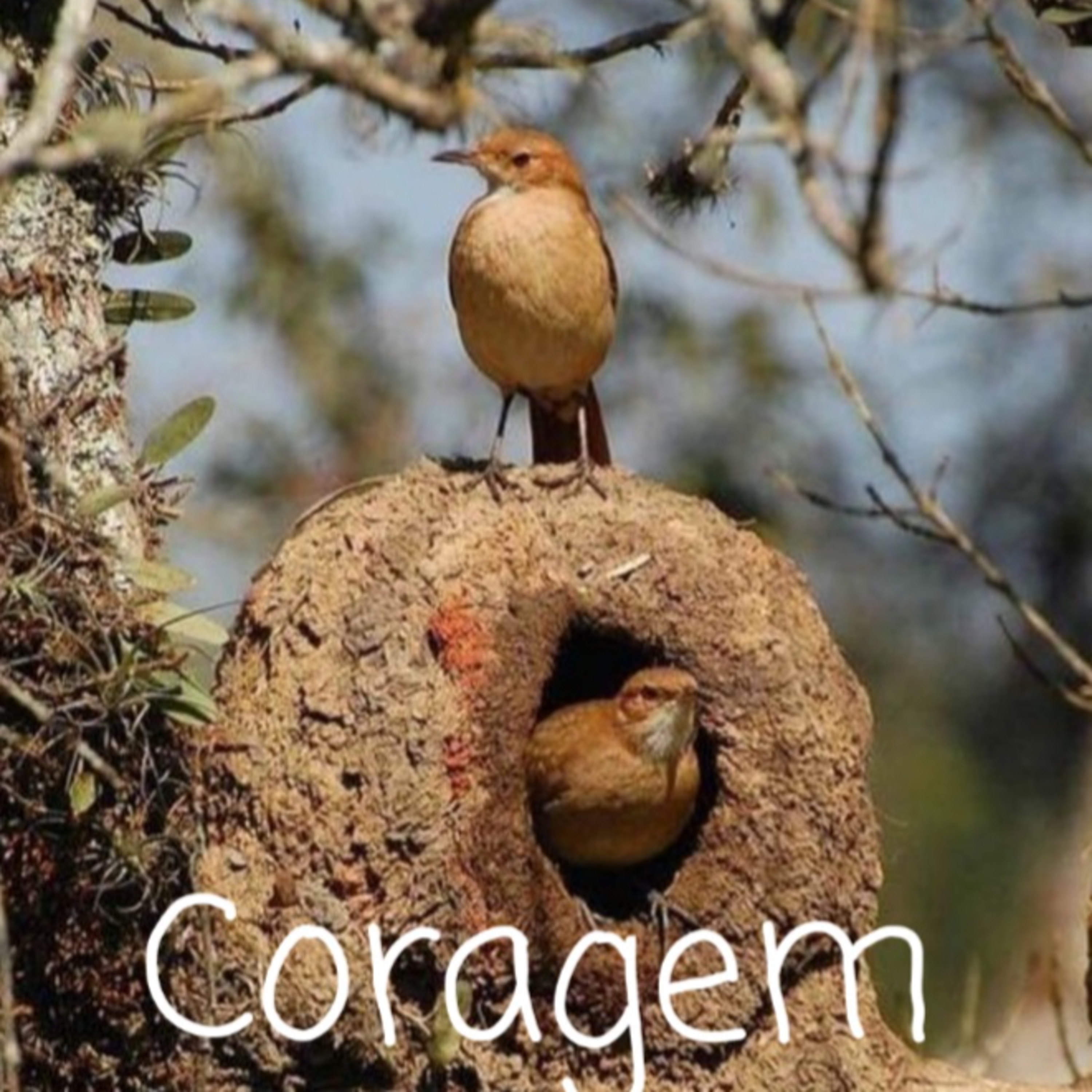 Coragem episode artwork
