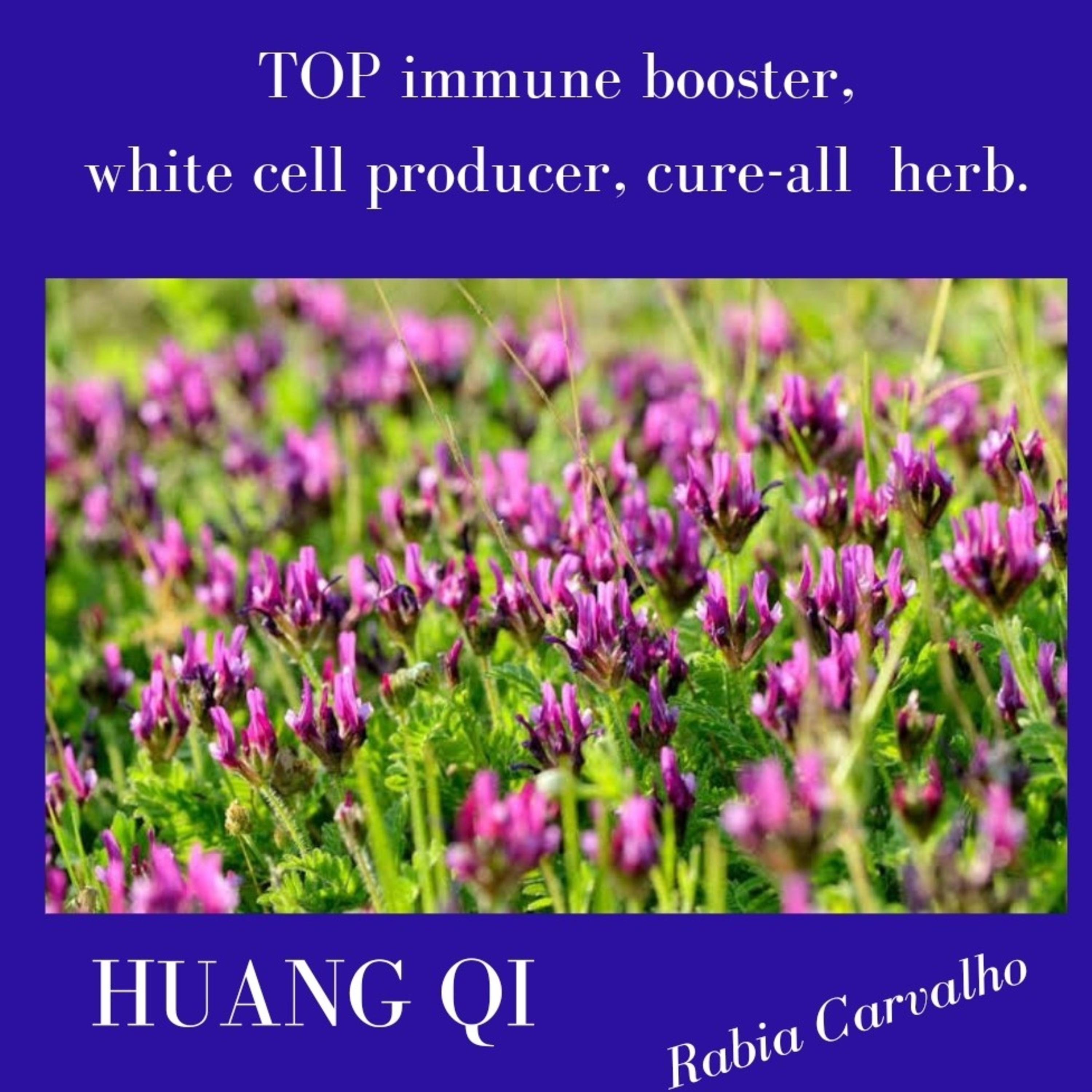 One of the best Cure-All herbs - Huang Qi