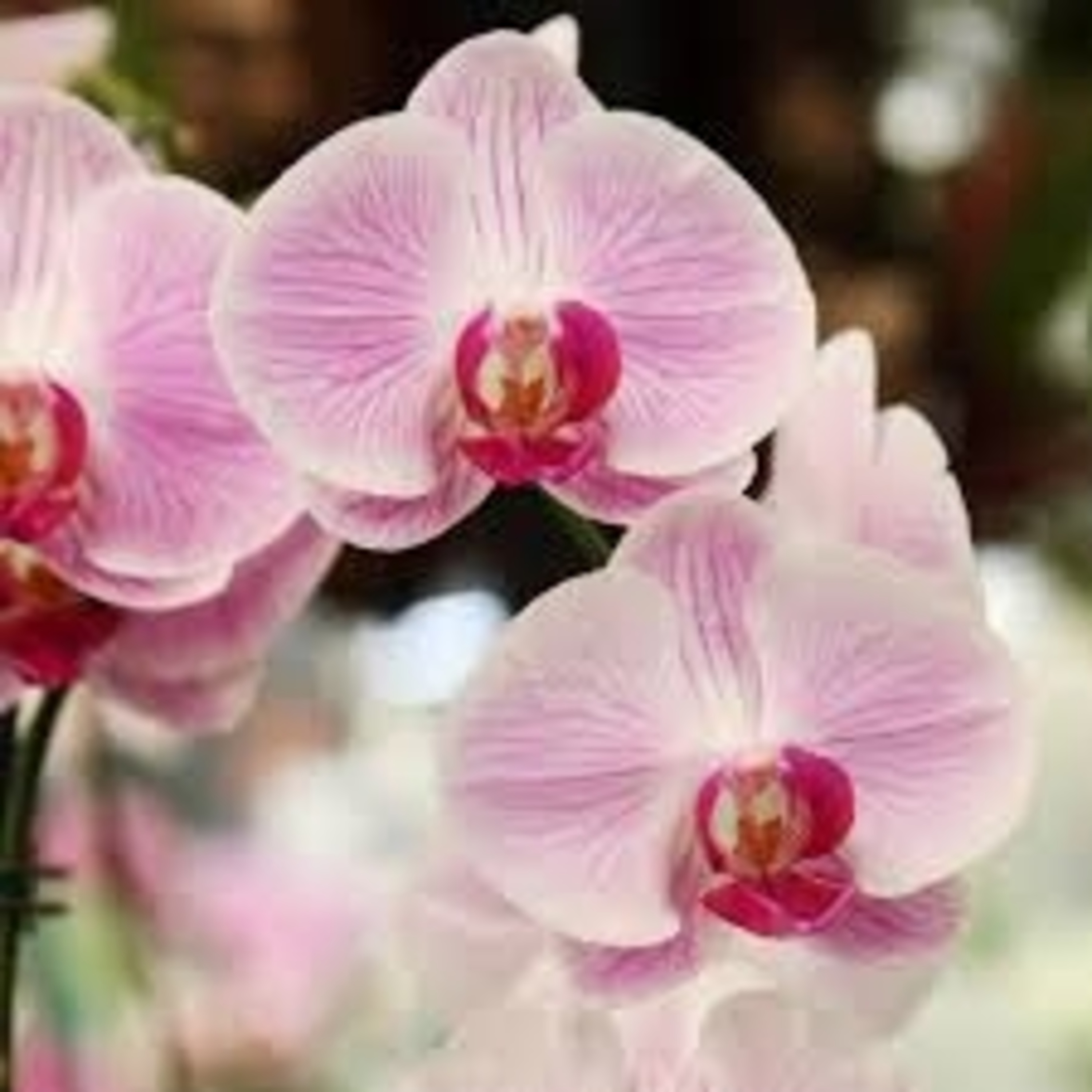 Orchids in Holistic healing 