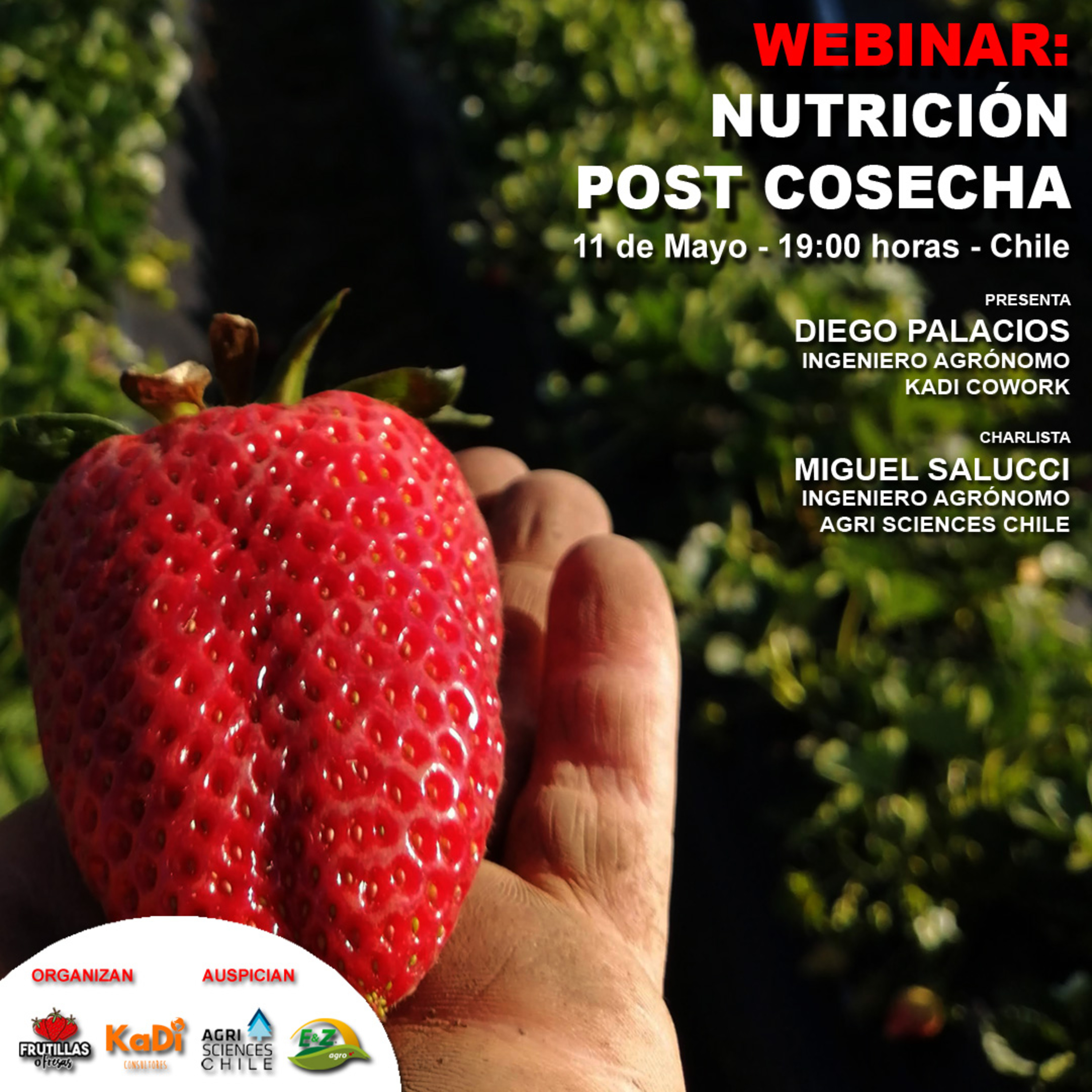 Frutillas o Fresas