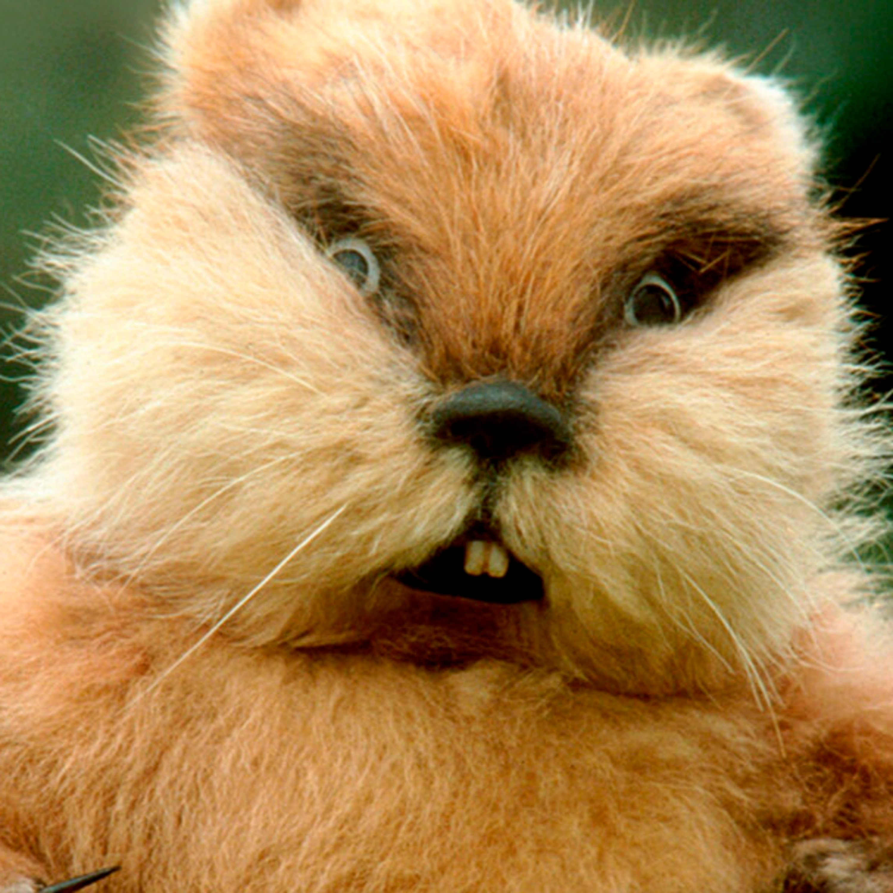 114 - Caddyshack episode artwork