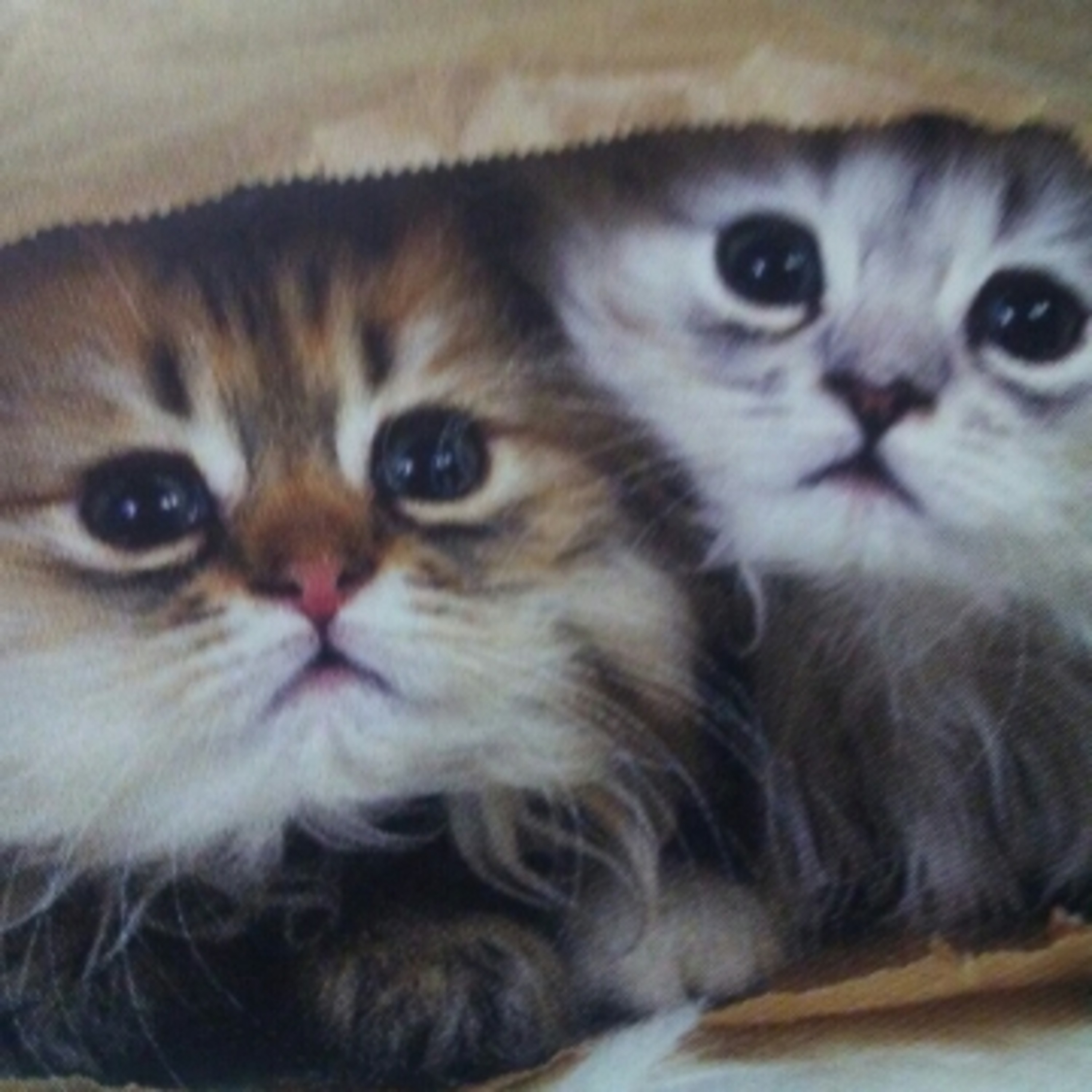 Prayers For Domestic Cats episode artwork