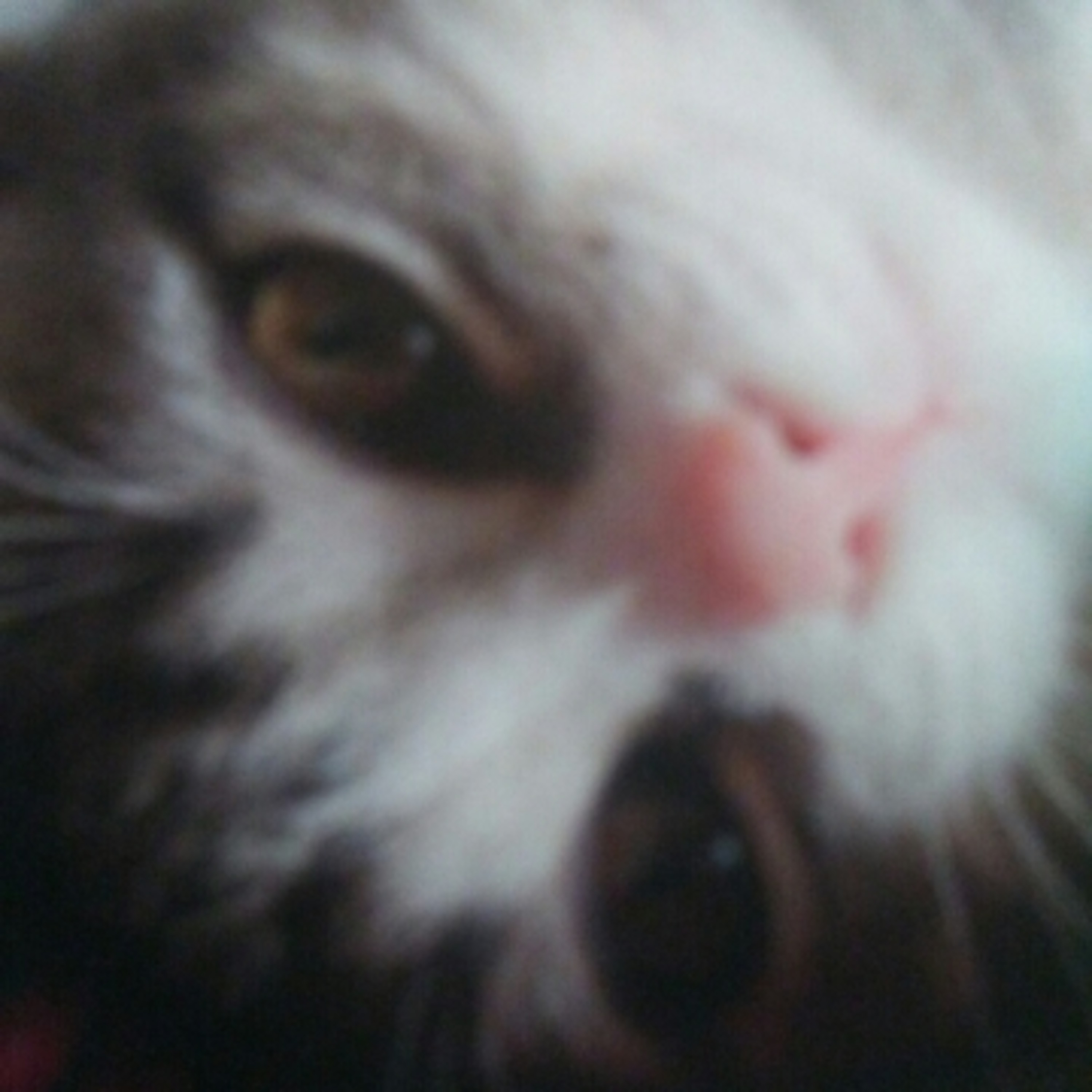 The Max Kitty Prayer Warrior Show