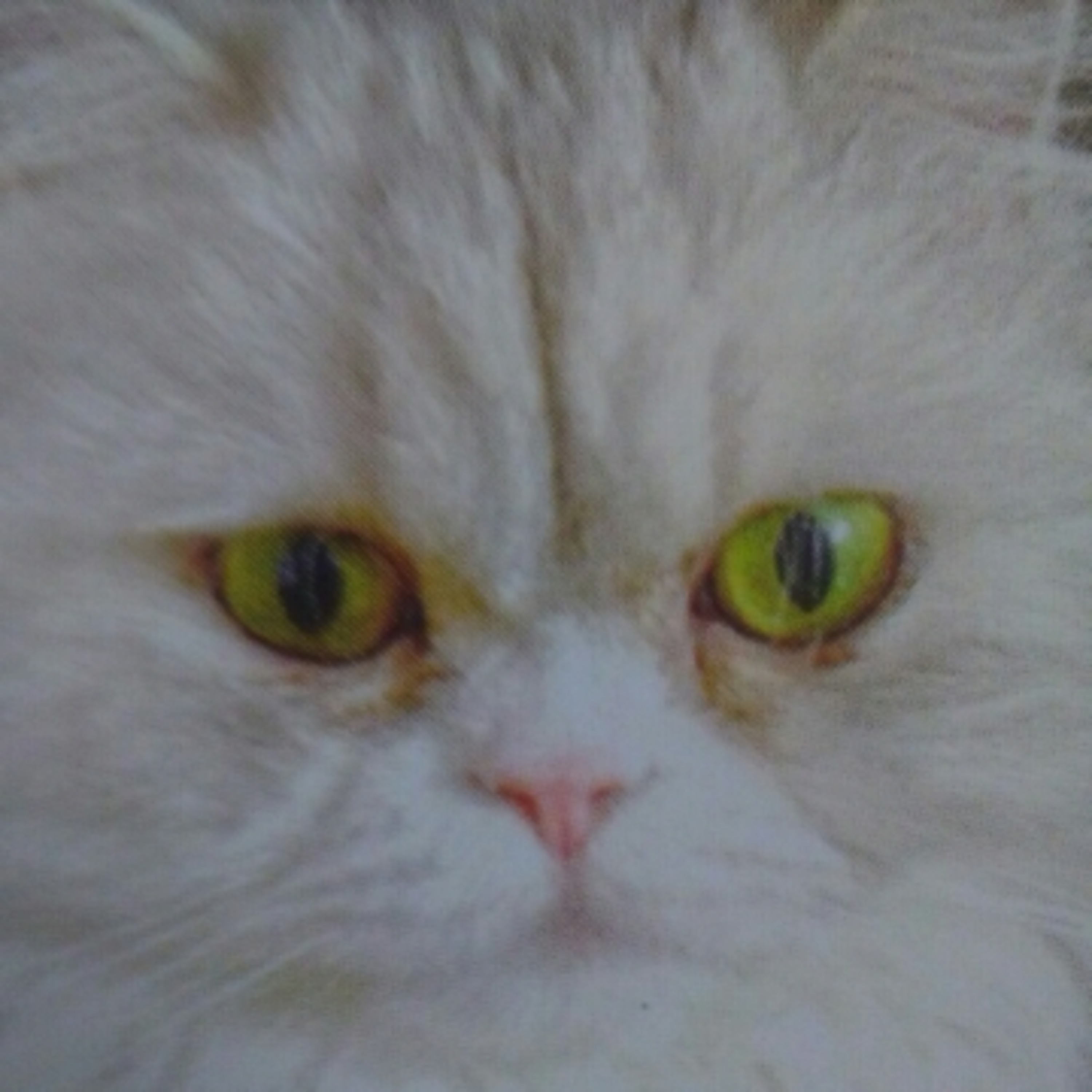 The Max Kitty Prayer Warrior Show