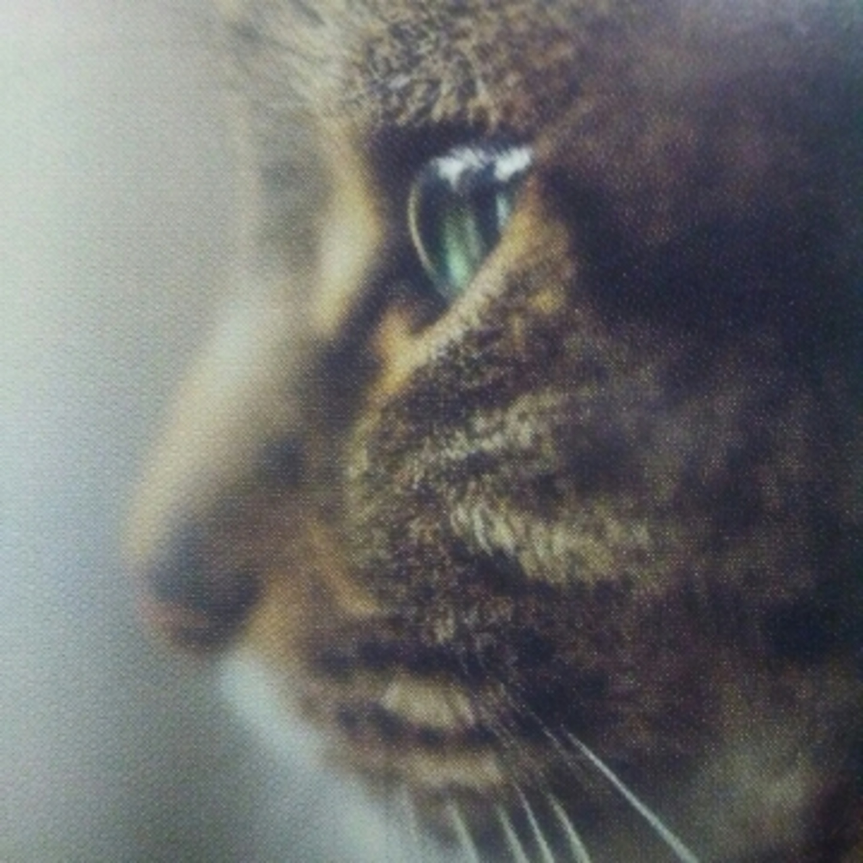 The Max Kitty Prayer Warrior Show