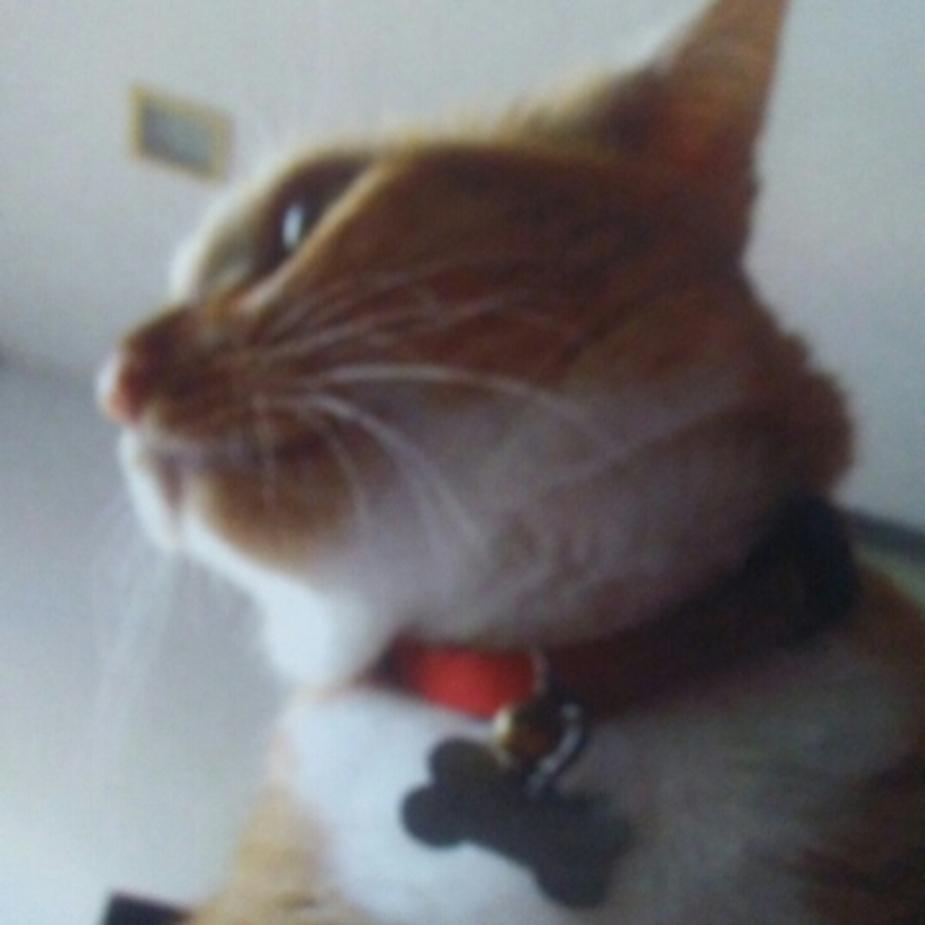 The Max Kitty Prayer Warrior Show