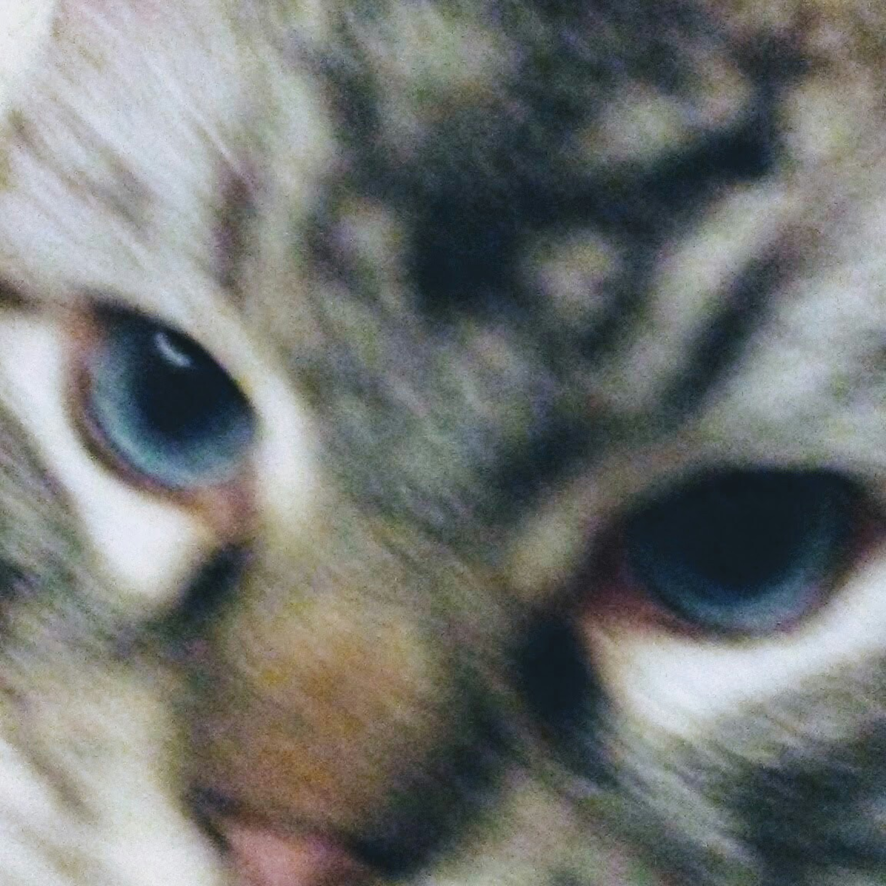 The Max Kitty Prayer Warrior Show