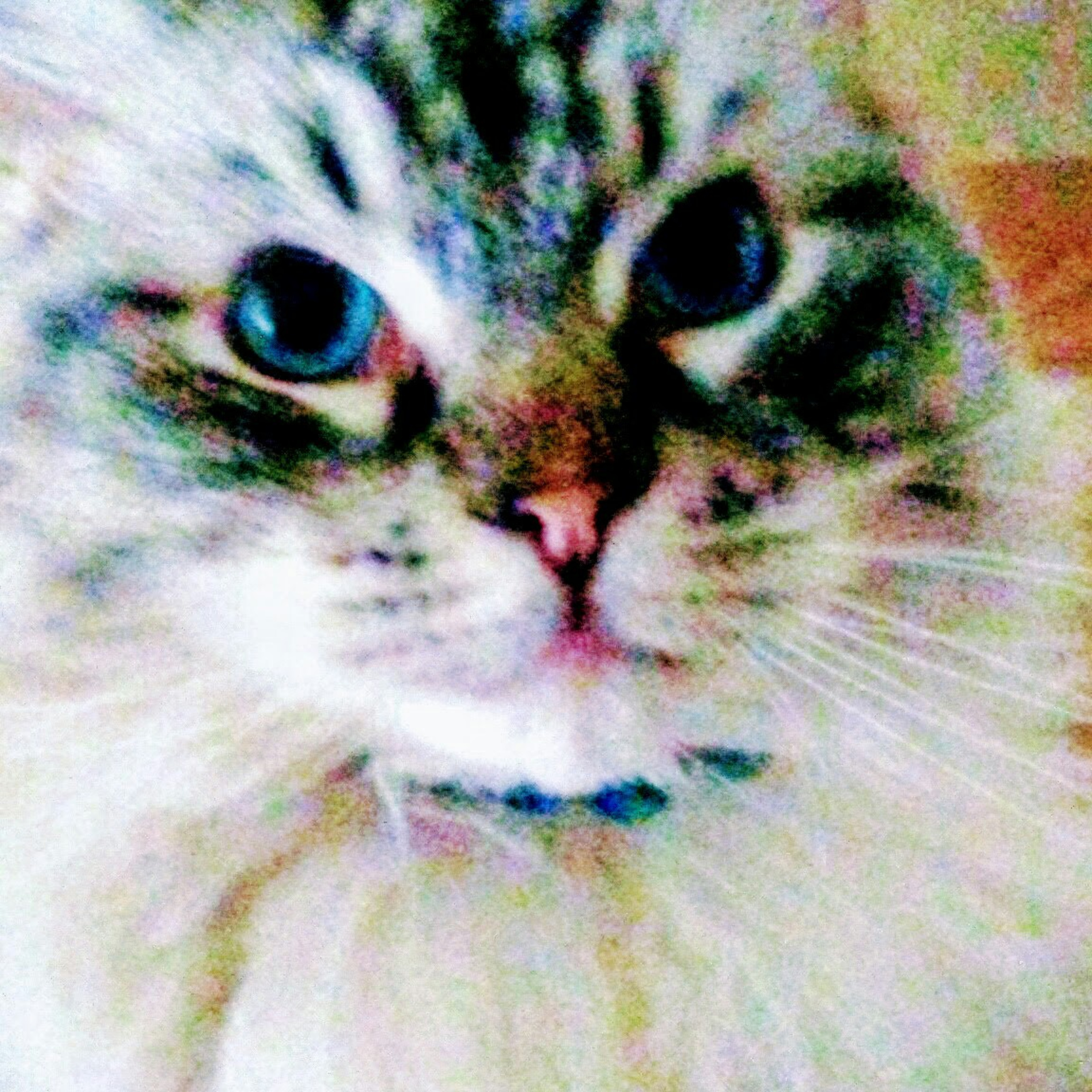 The Max Kitty Prayer Warrior Show